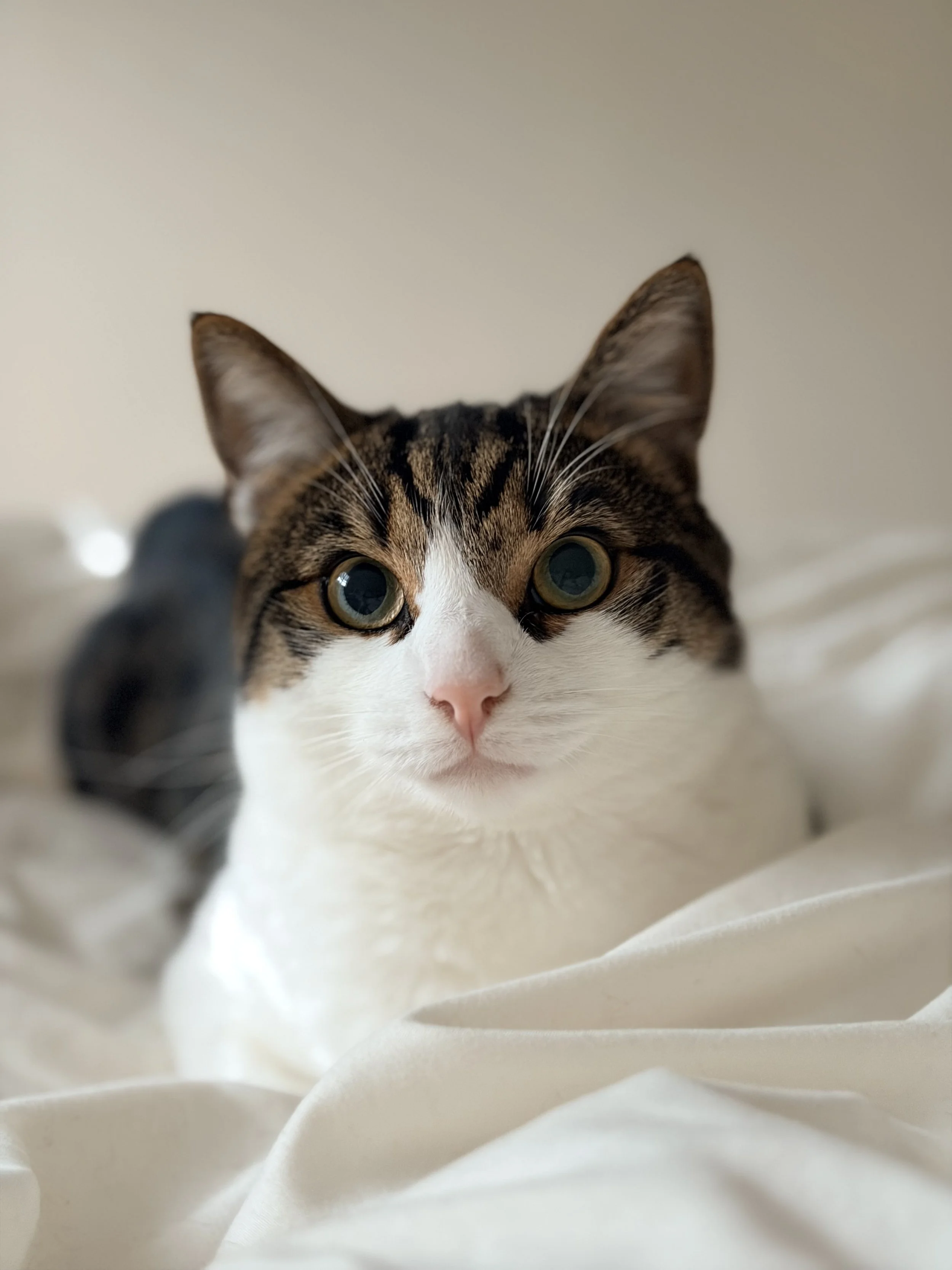 Close-up of a tabby cat with yellow-green eyes lying on a soft, off-white surface, looking directly at the camera with ears perked up.