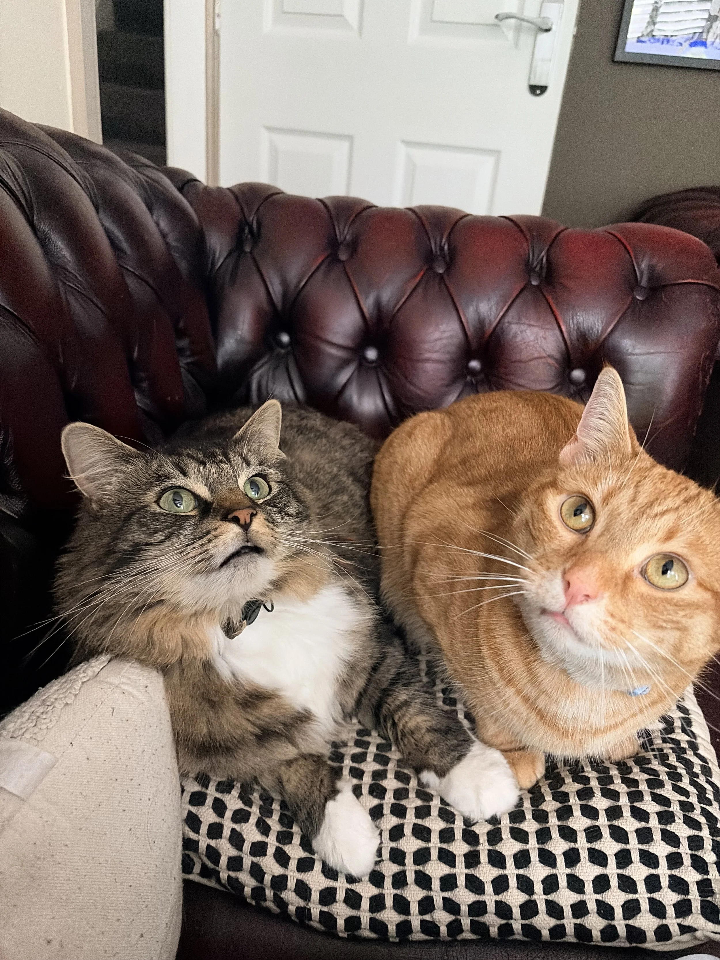 Two cats, one with gray and tan fur and the other with orange fur, are sitting together on a piece of furniture with a patterned black and white cushion. The gray and tan cat is looking upward and the orange cat is looking to the side.