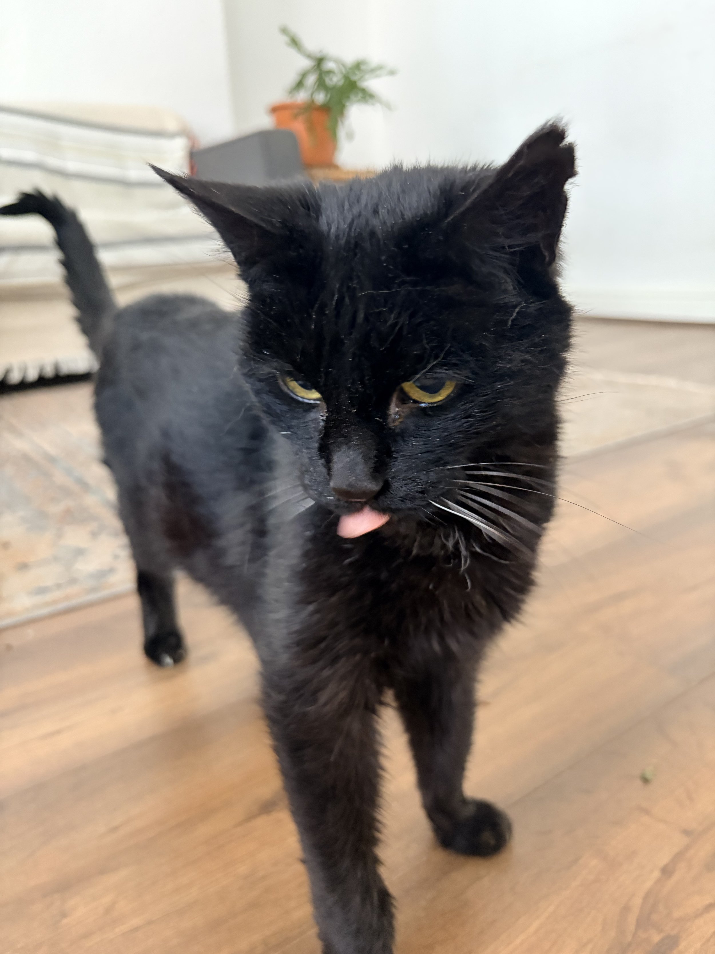 Close-up of a black cat with yellow eyes, licking its front paw, standing on a wooden floor.