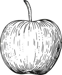 Etching of an apple in black ink