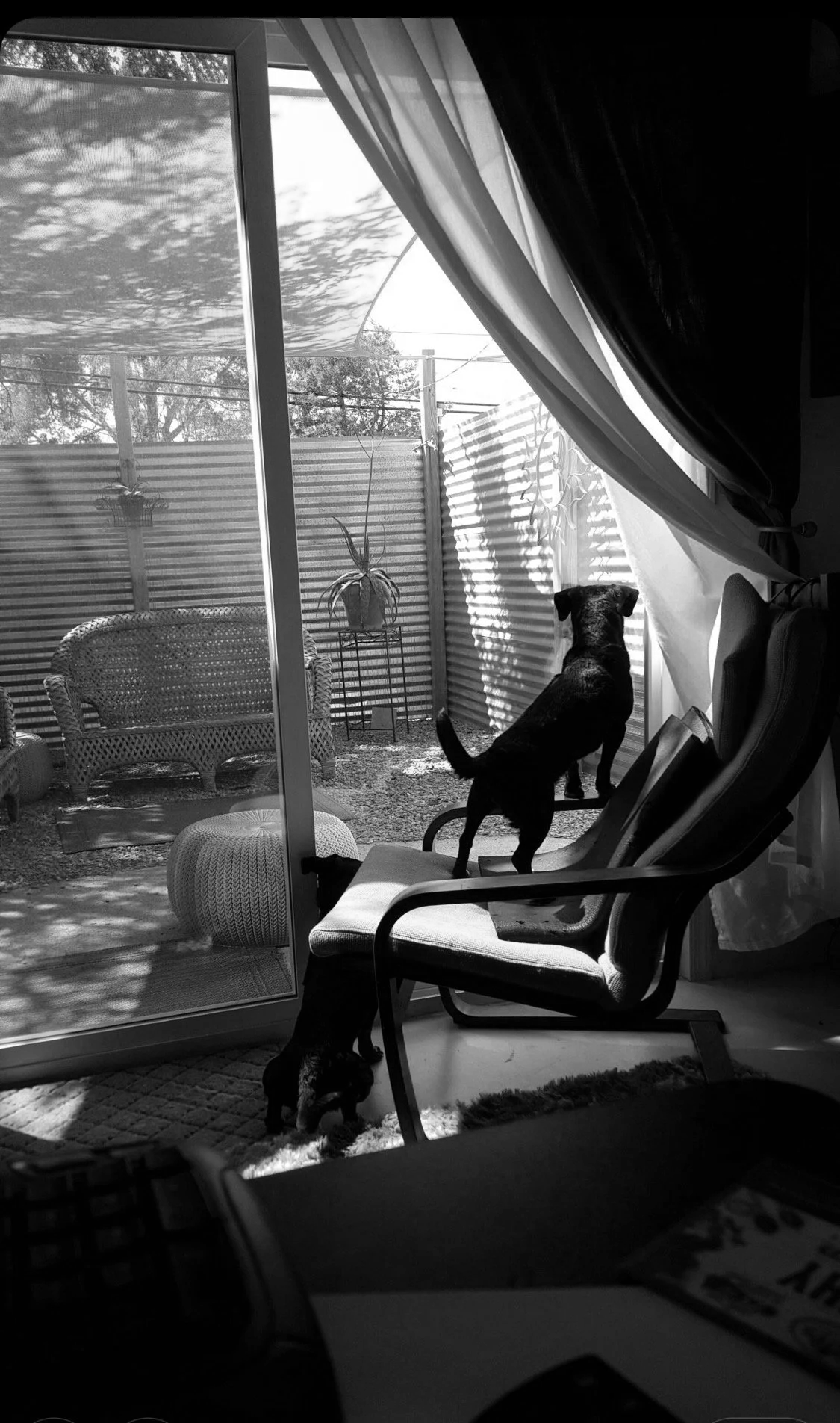 A black and white photo of a sunlit porch seen through a sliding glass door. Two dogs are inside the room, one standing on a chair looking out the window, and the other on the floor near the chair, looking outside. Outside, there are outdoor wicker furniture, a potted plant, a wooden fence, trees, and shadows from the trees on a sunny day.
