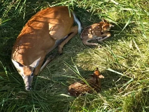 Pre-Mowing Wildlife Scans
