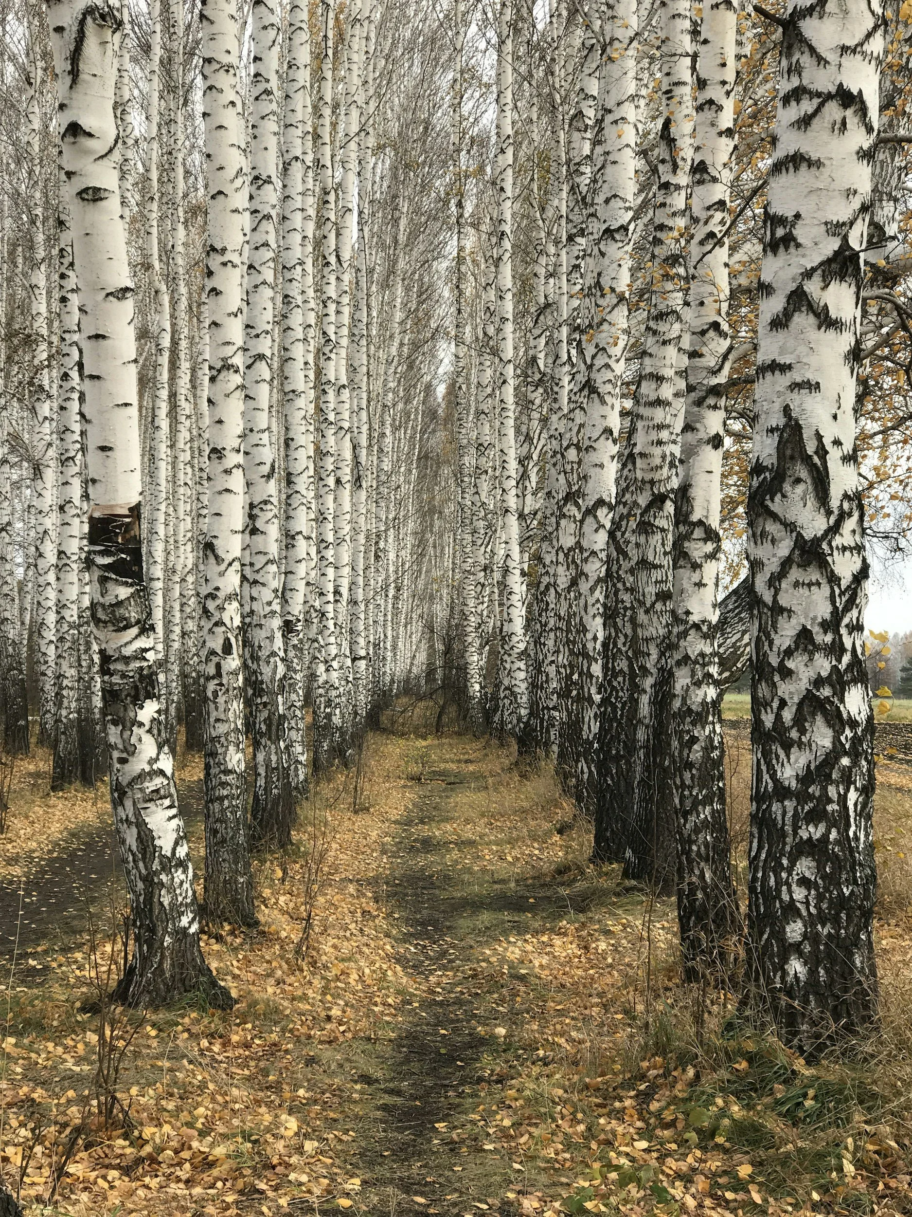 A forest scene with tall, white birch trees with black markings. The ground is covered with fallen yellow and brown leaves, and a narrow dirt path runs through the trees. The sky is overcast and visible through the branches.
