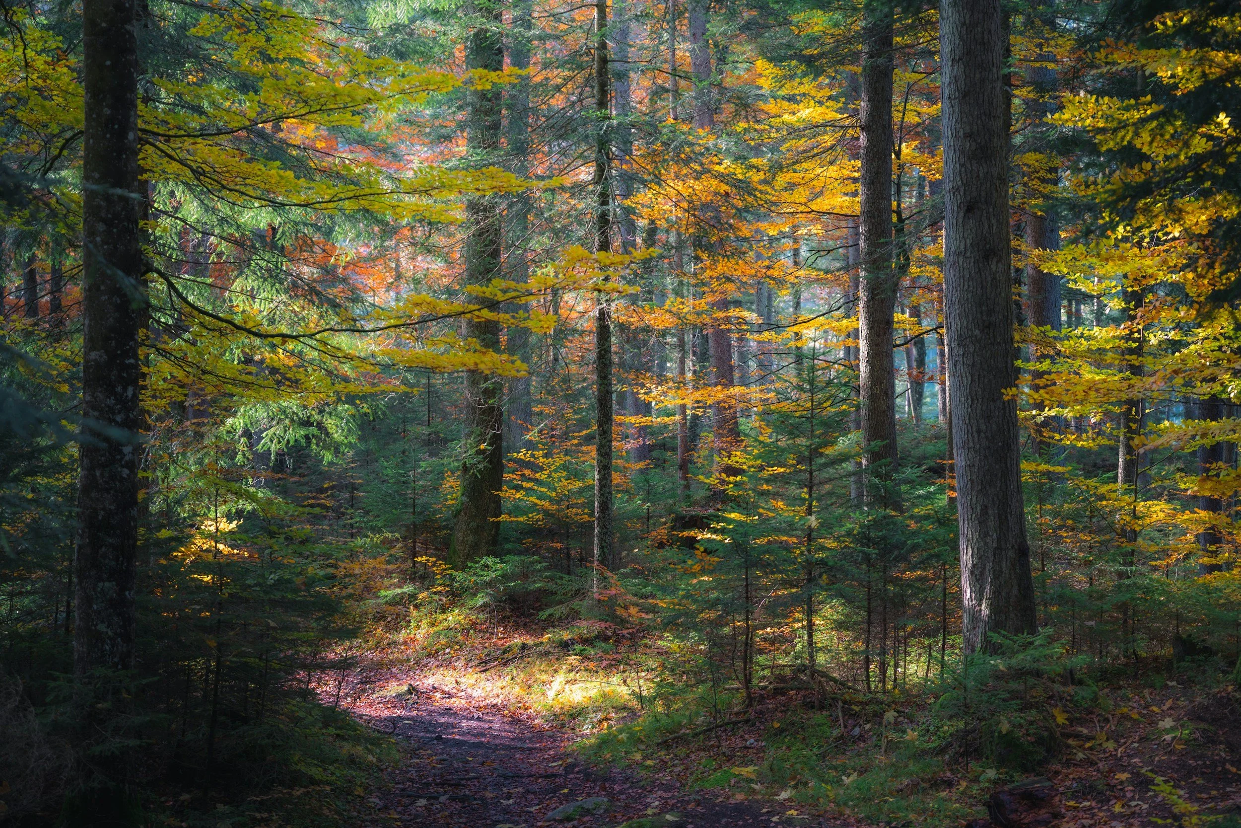 A dense forest with tall trees and green, yellow, and orange autumn leaves. Sunlight filters through the foliage, illuminating the forest floor and a small dirt trail.