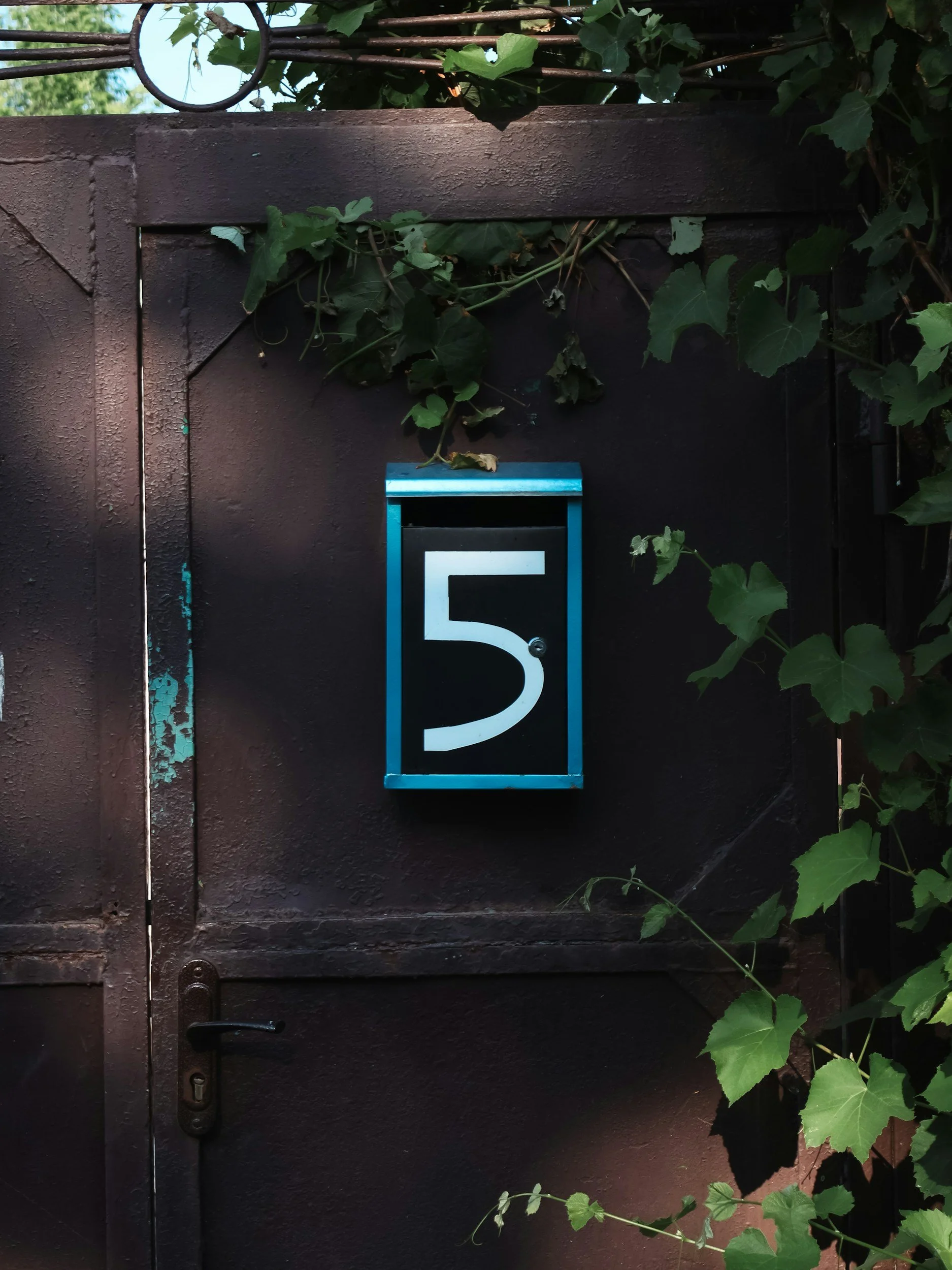 Black door with a blue and black mailbox labeled with the number 5, surrounded by green ivy leaves and foliage.