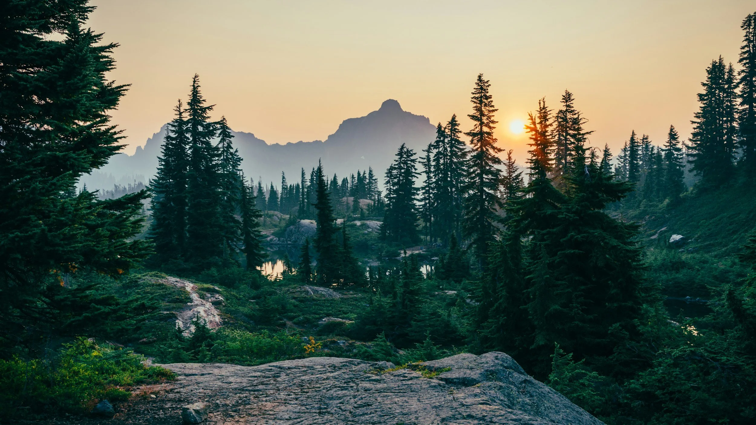 A scenic view of a dense forest with tall pine trees, a mountain range in the background, and the sun setting or rising behind the mountains.
