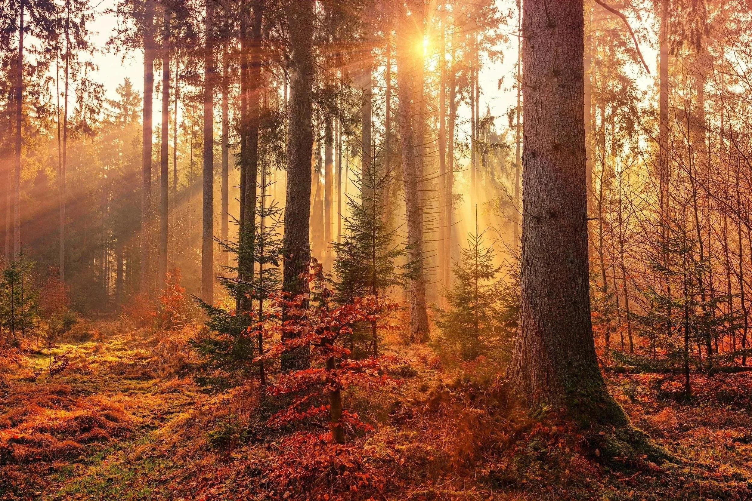A sunlit forest during autumn with tall trees, sunlight filtering through, and orange and red foliage on the ground.