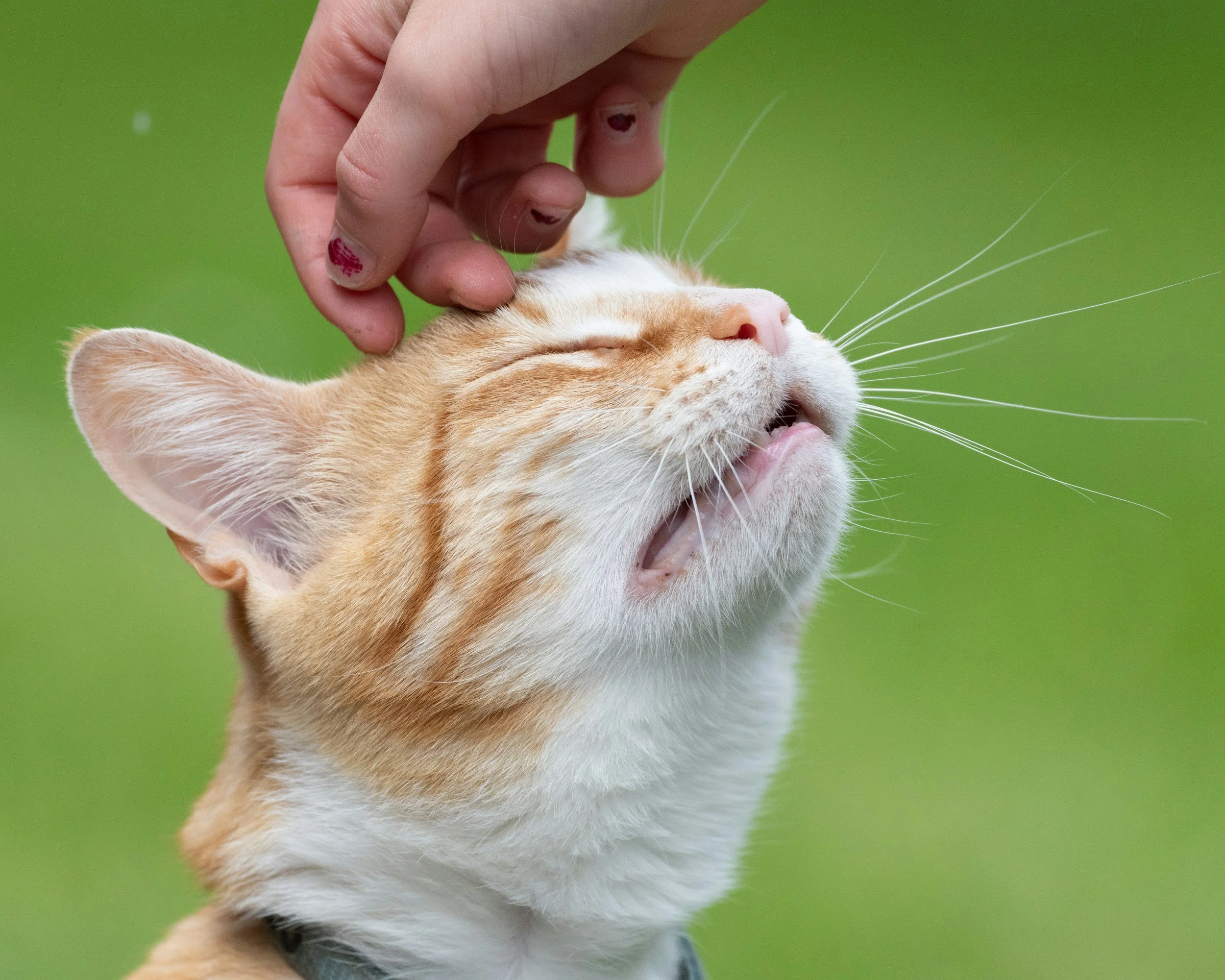 blissful cat pet