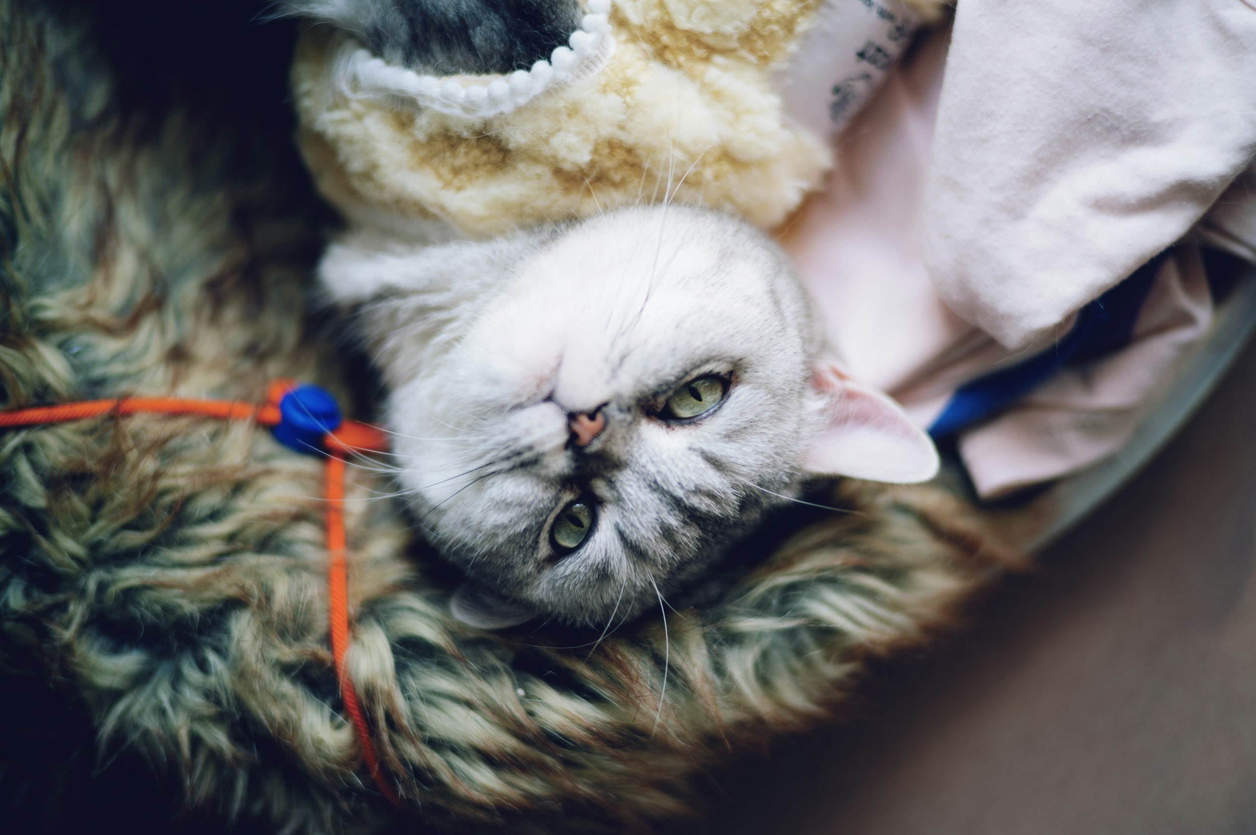 comfy cat