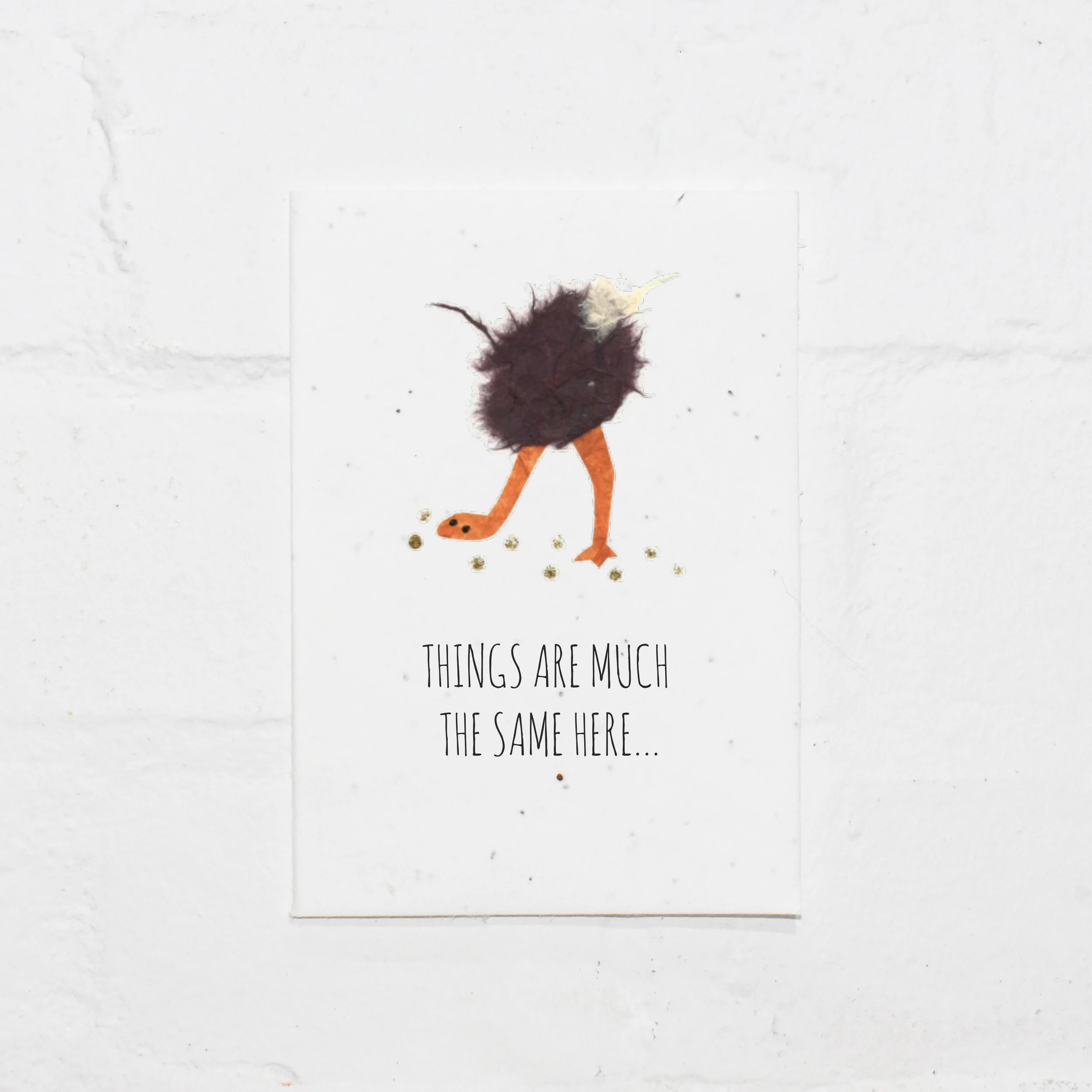 Ostrich.jpg