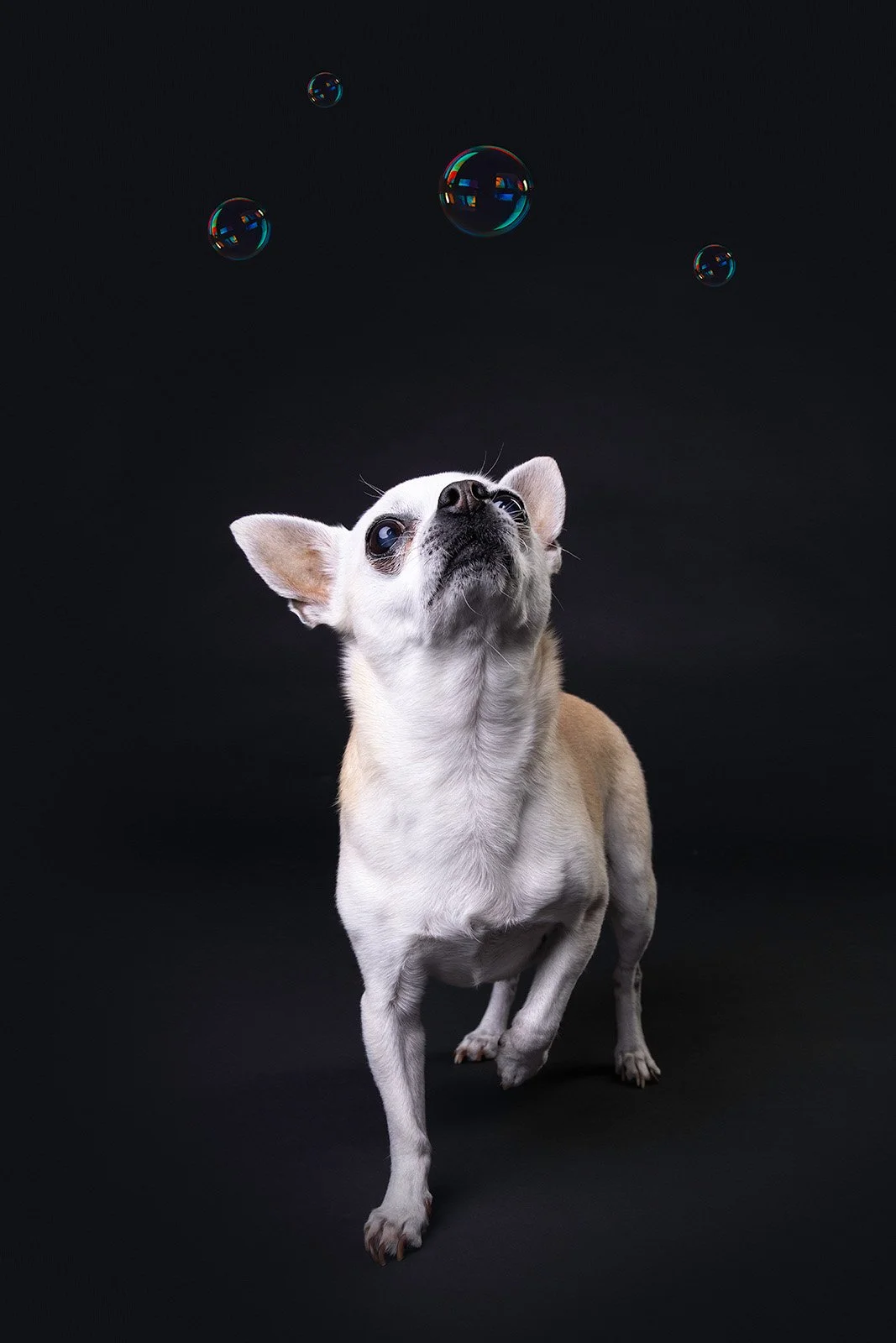 A small dog, possibly a Chihuahua, looking up at floating soap bubbles against a black background.