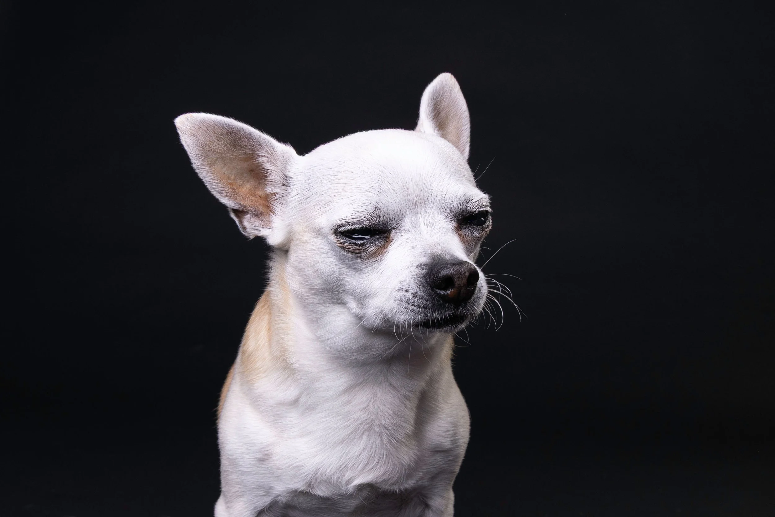 Close-up of a small white dog with large ears and dark eyes, standing against a black background.