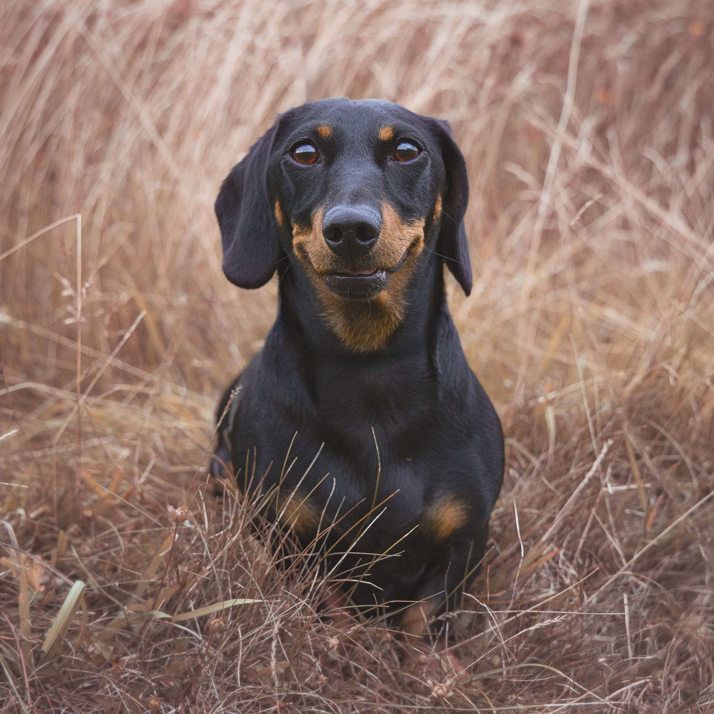 Close-up of a black and tan dog with floppy ears, sitting in dry grass, looking directly at the camera.