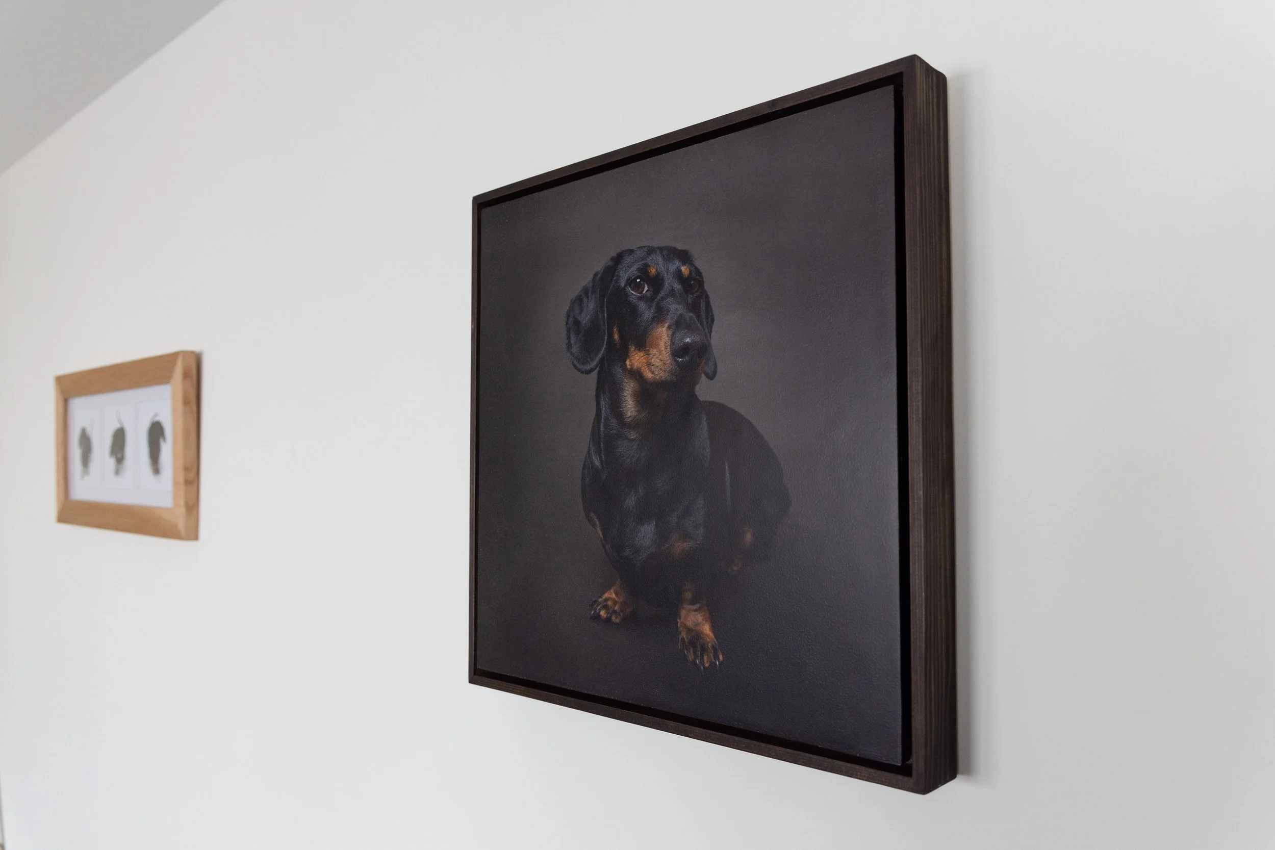 A framed photograph of a black and tan Dachshund dog hanging on a white wall.
