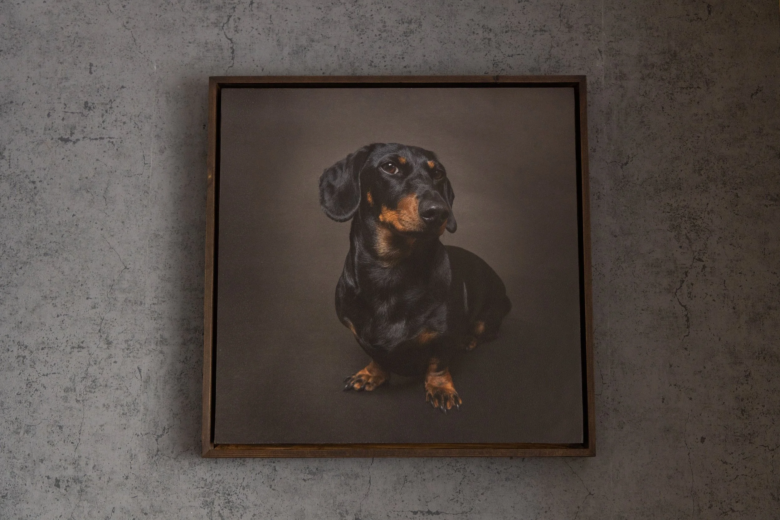 Framed photograph of a black and tan Dachshund dog on a concrete wall.