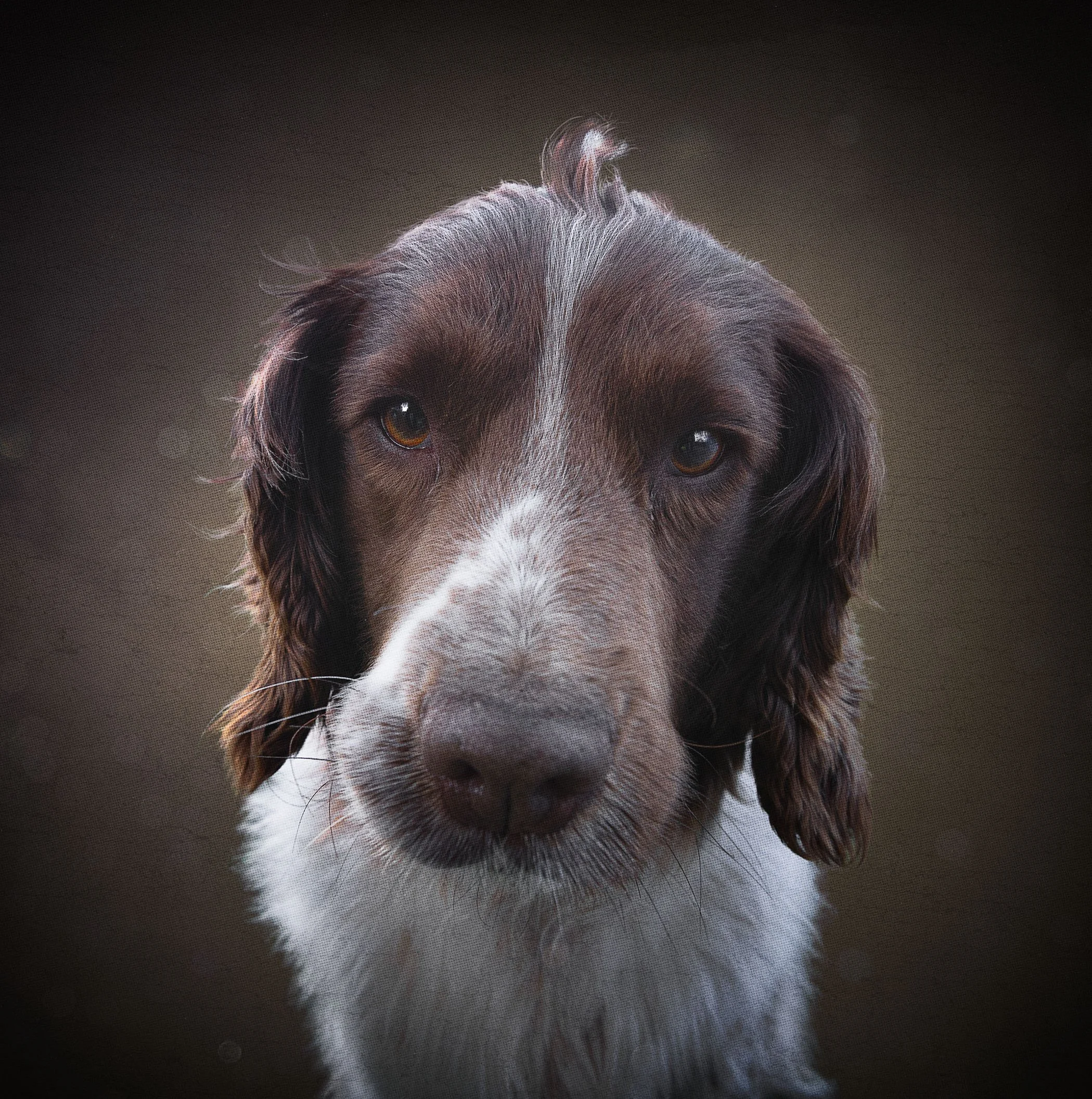 Close-up of a dog's face, showing only the eyes, nose, and part of the forehead, with the background blurred.