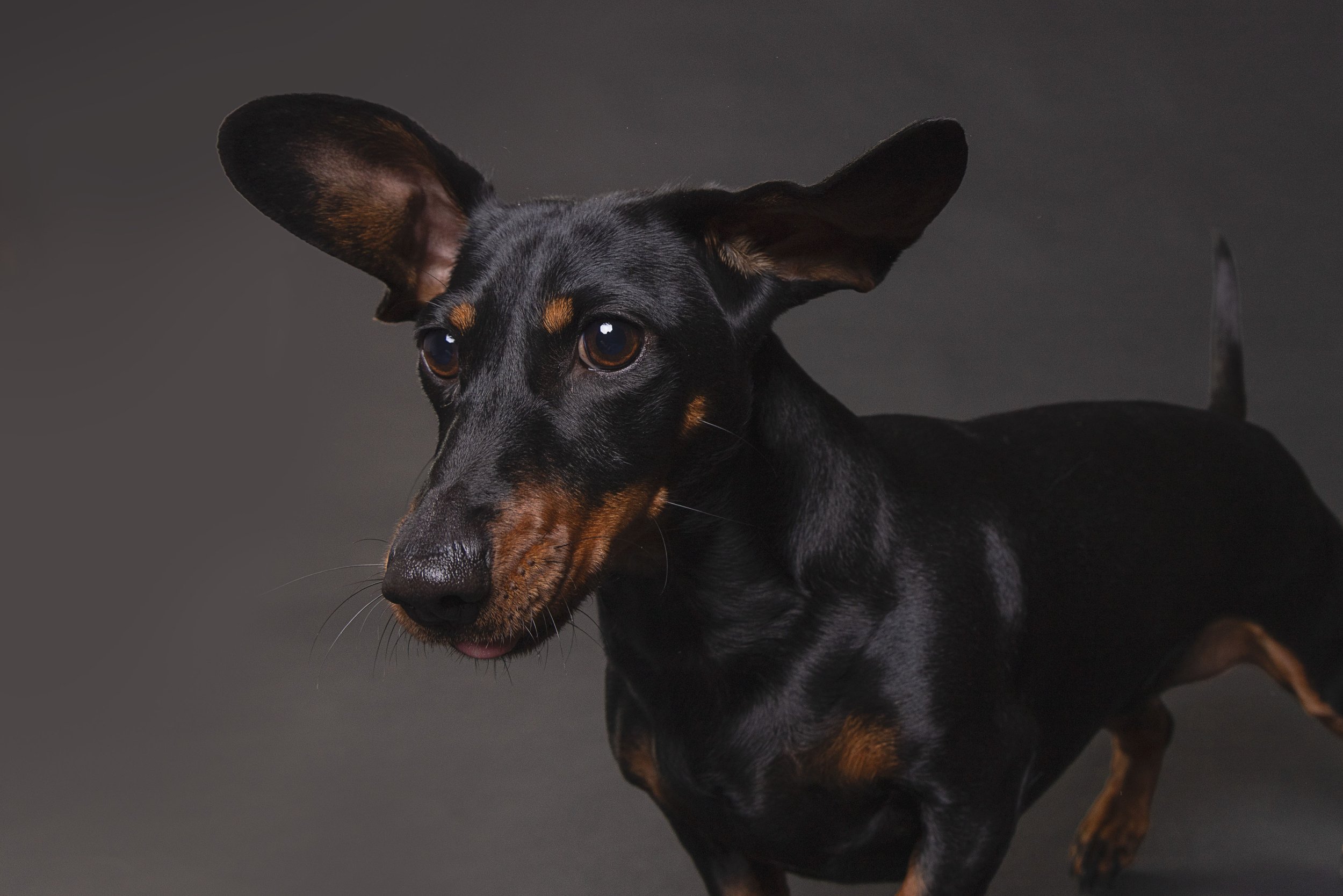 Black and tan dog with large ears, looking downward, against a dark background.