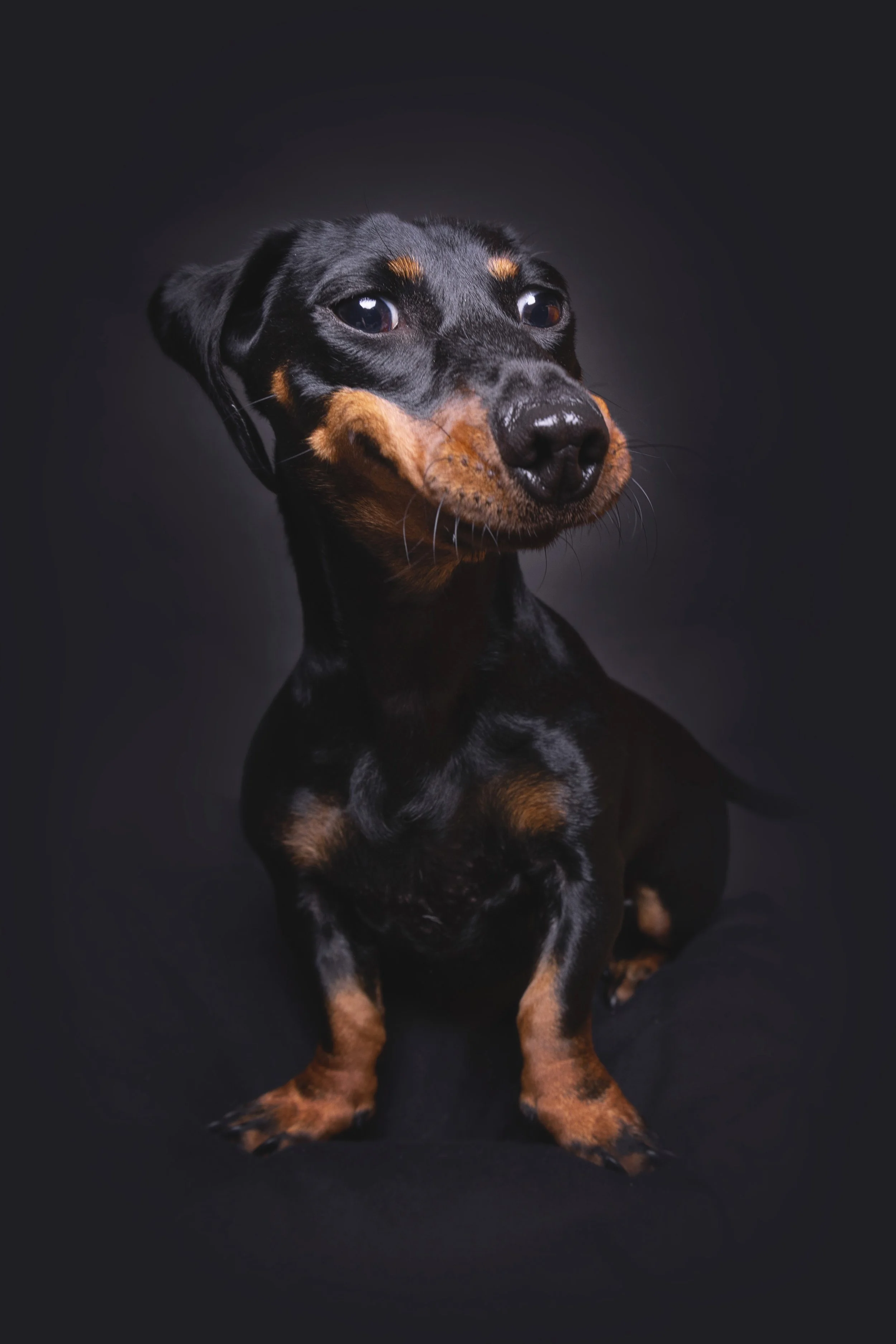 A black and tan dog, possibly a miniature pinscher, sitting against a black background, looking directly at the camera.