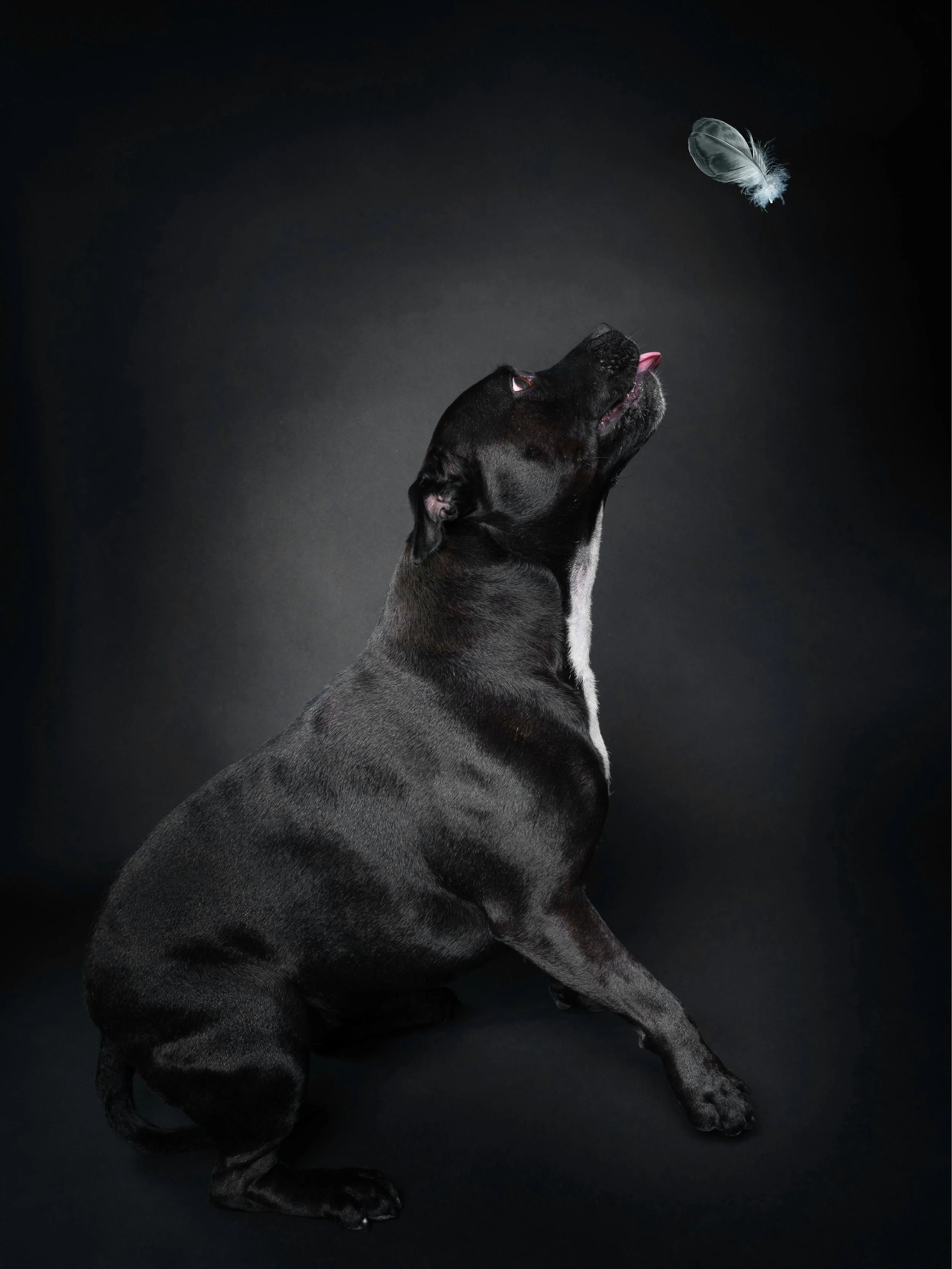 Black dog sitting against a dark background, reaching up to catch a gray feather floating in the air.