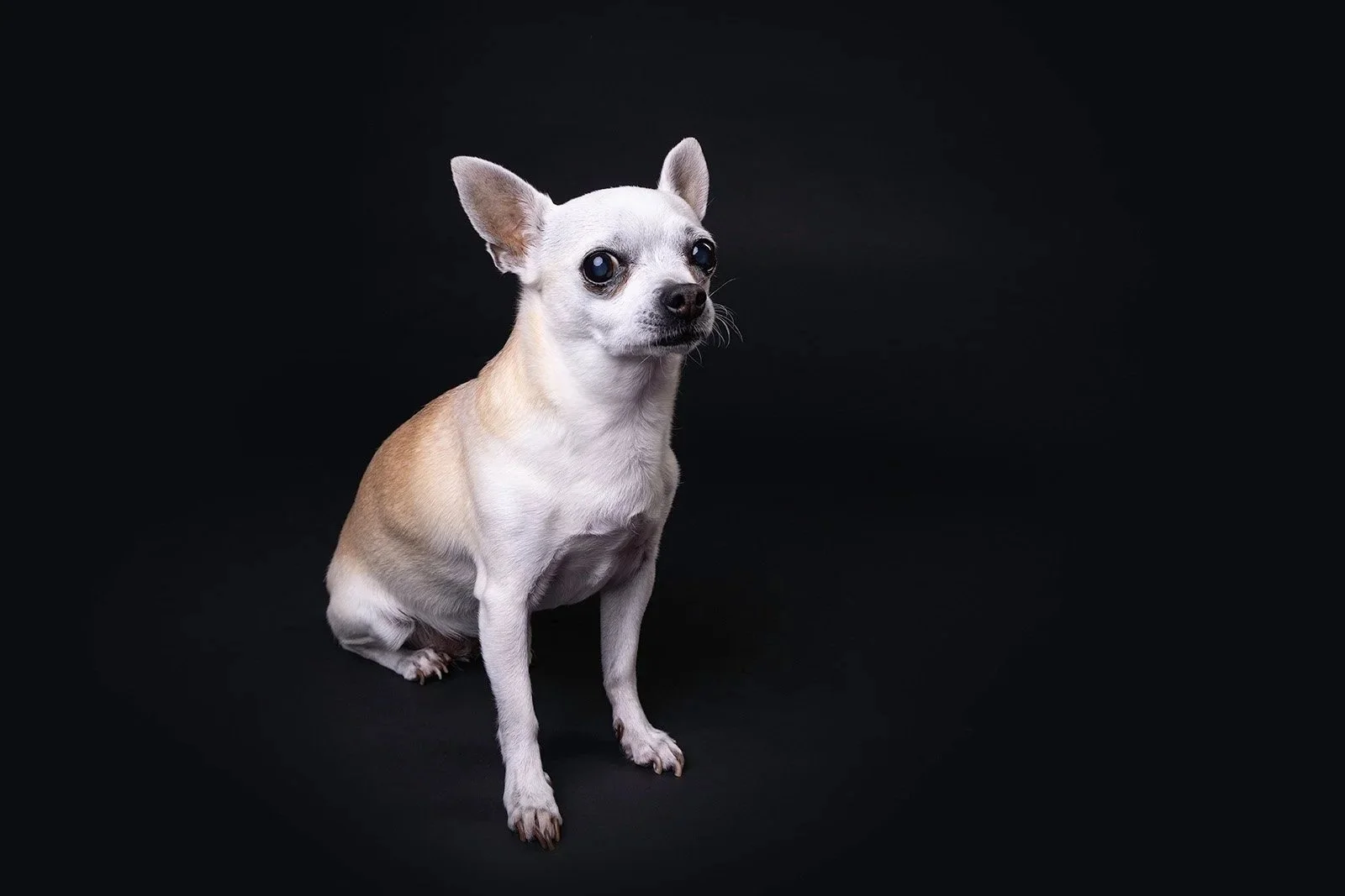 Small dog, possibly a Chihuahua, sitting on a black background