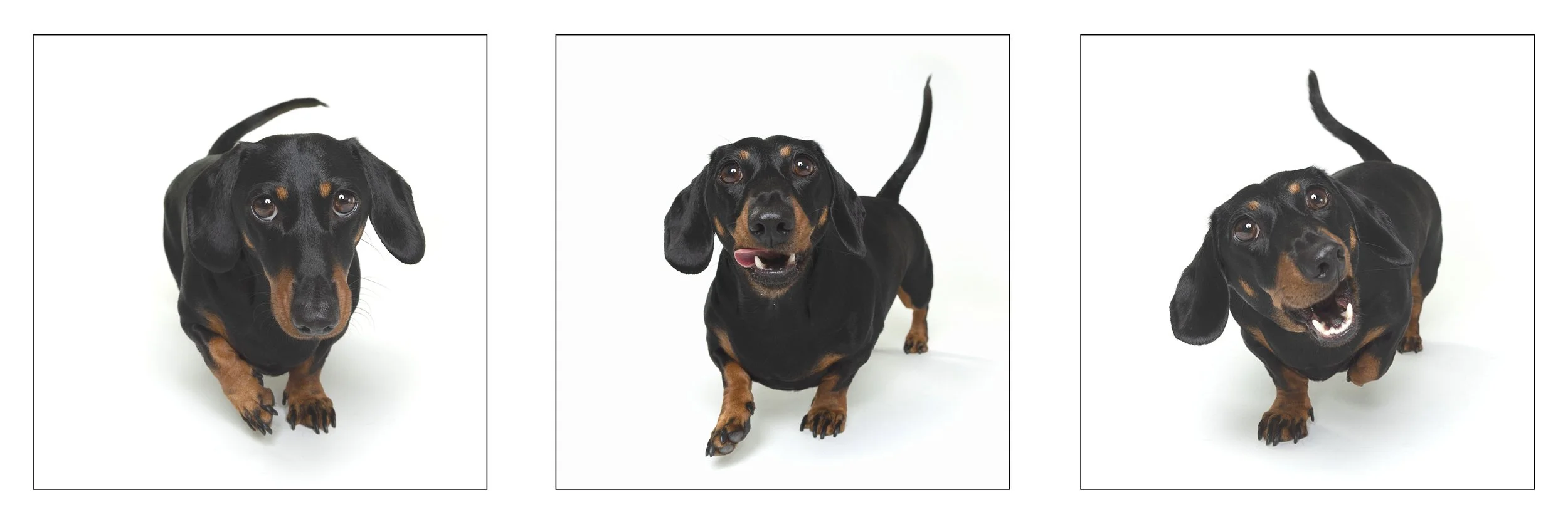 Three dachshund dogs with long bodies, short legs, black and tan coats, looking up on white background.