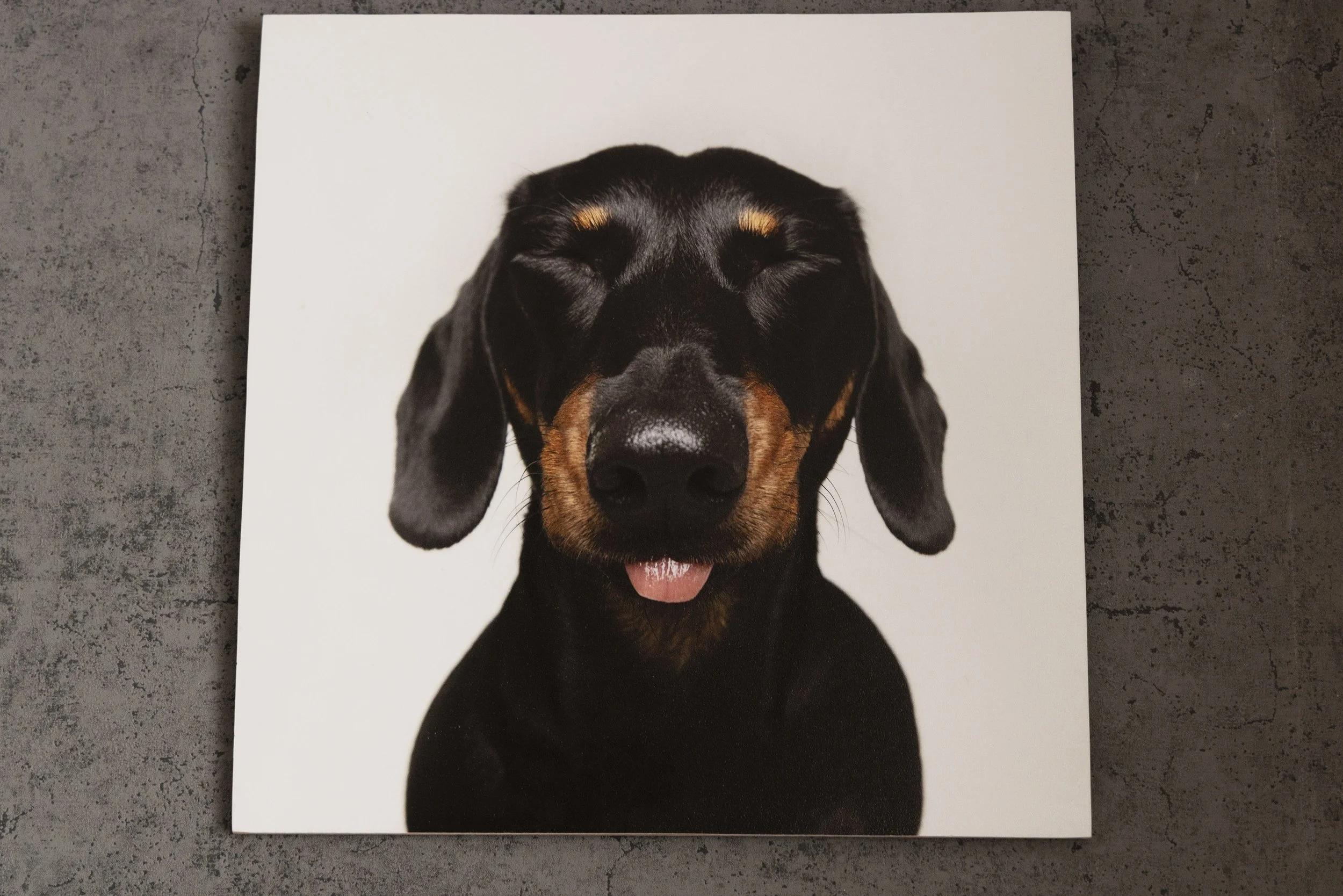 A printed photo of a black and tan dog with closed eyes, tongue slightly sticking out, on a white background, lying on a gray textured surface.