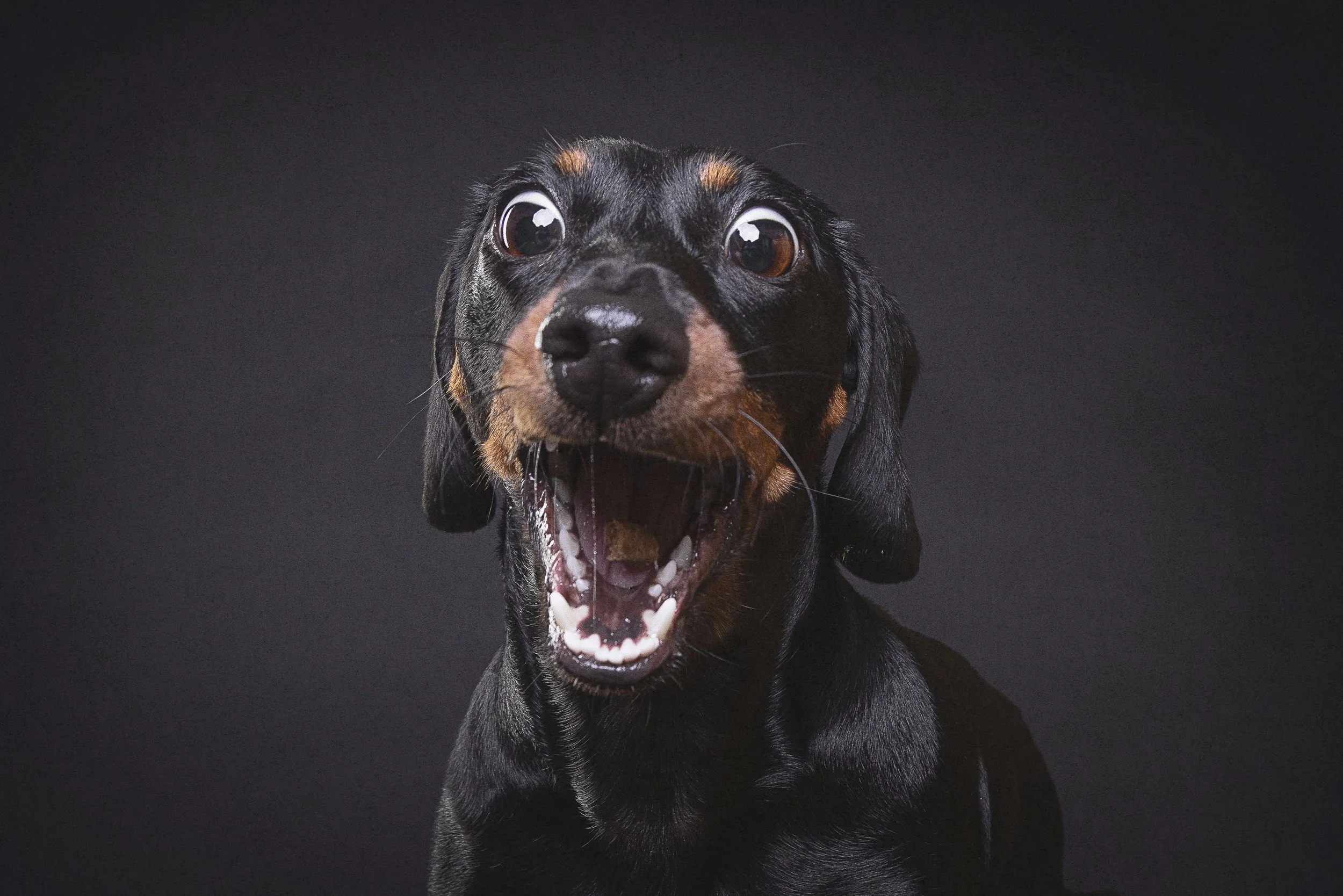 A black and tan dog with large eyes and an open mouth, showing teeth, against a dark background.