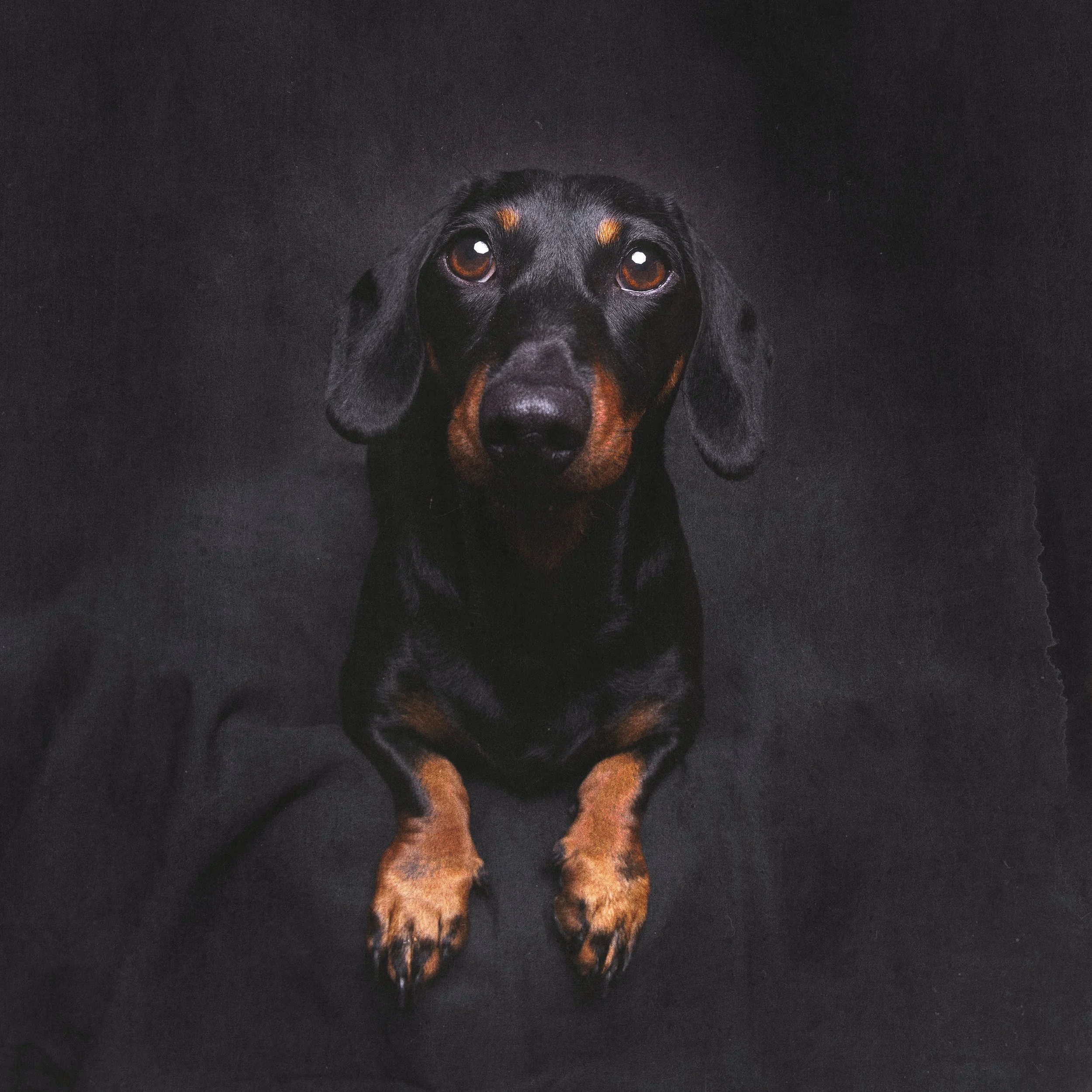 A black and brown puppy with floppy ears looking up against a dark background.