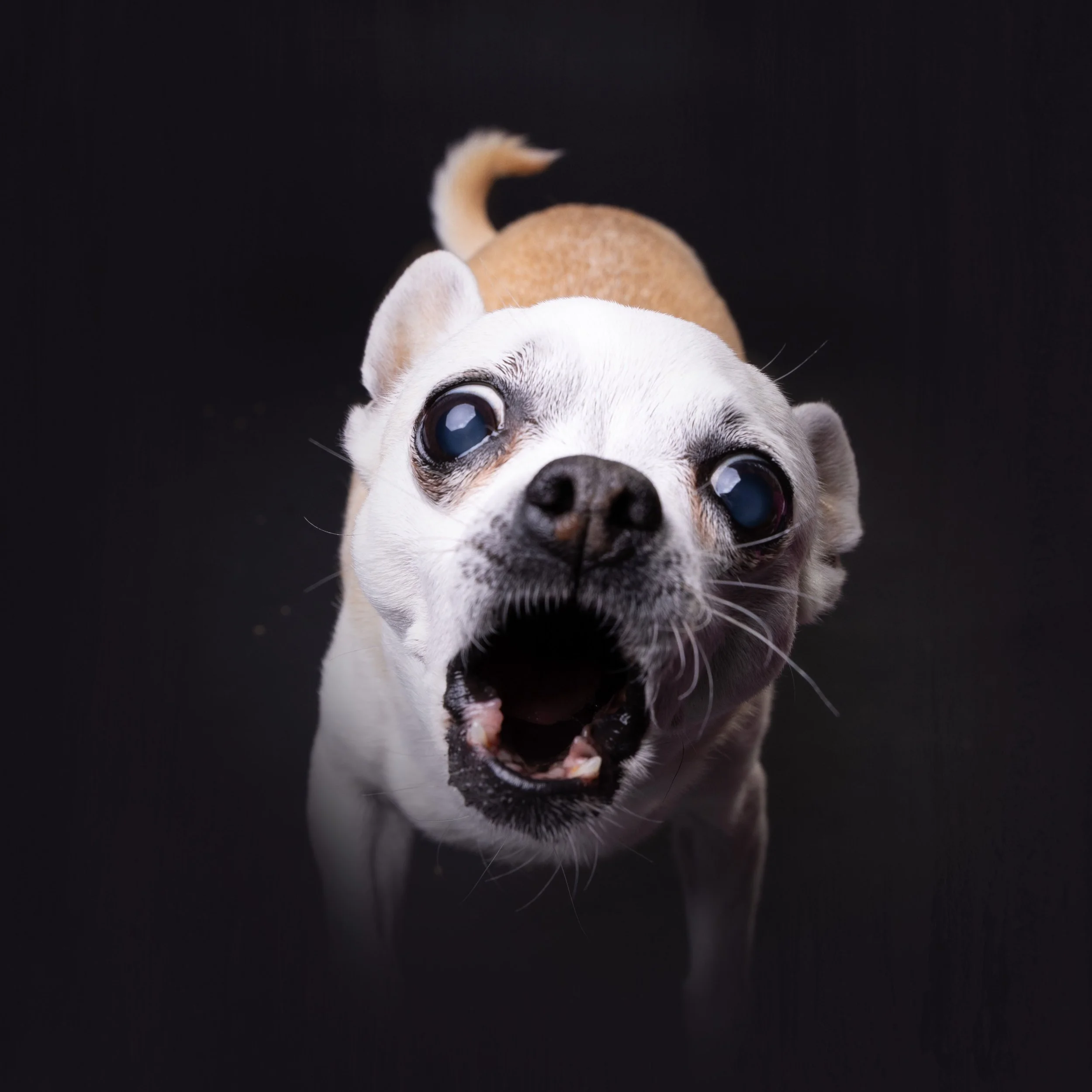 Close-up of a playful dog with wide eyes and an open mouth, lying on a dark surface.