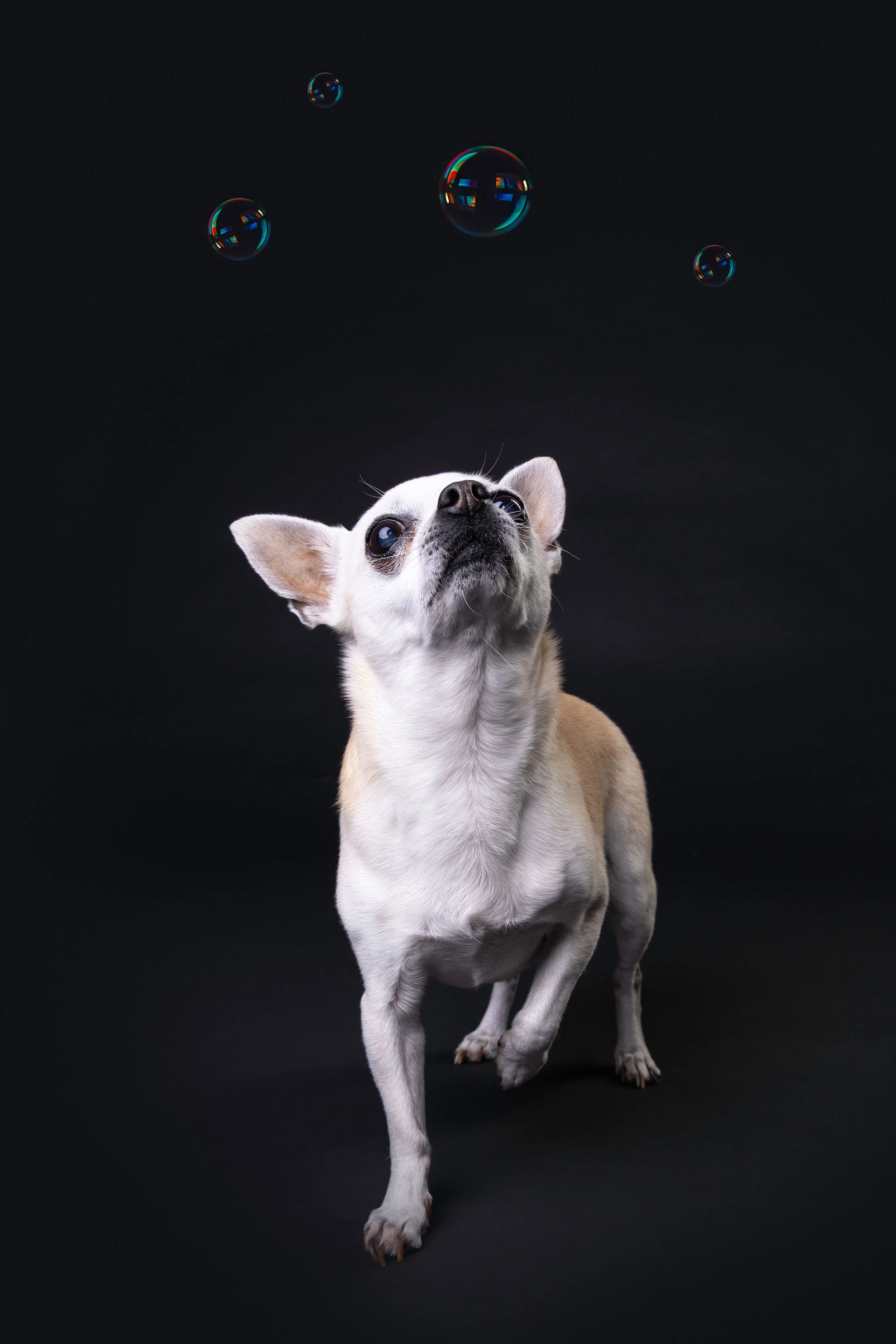 Small tan and white dog with large eyes standing on black background, looking up at floating soap bubbles.