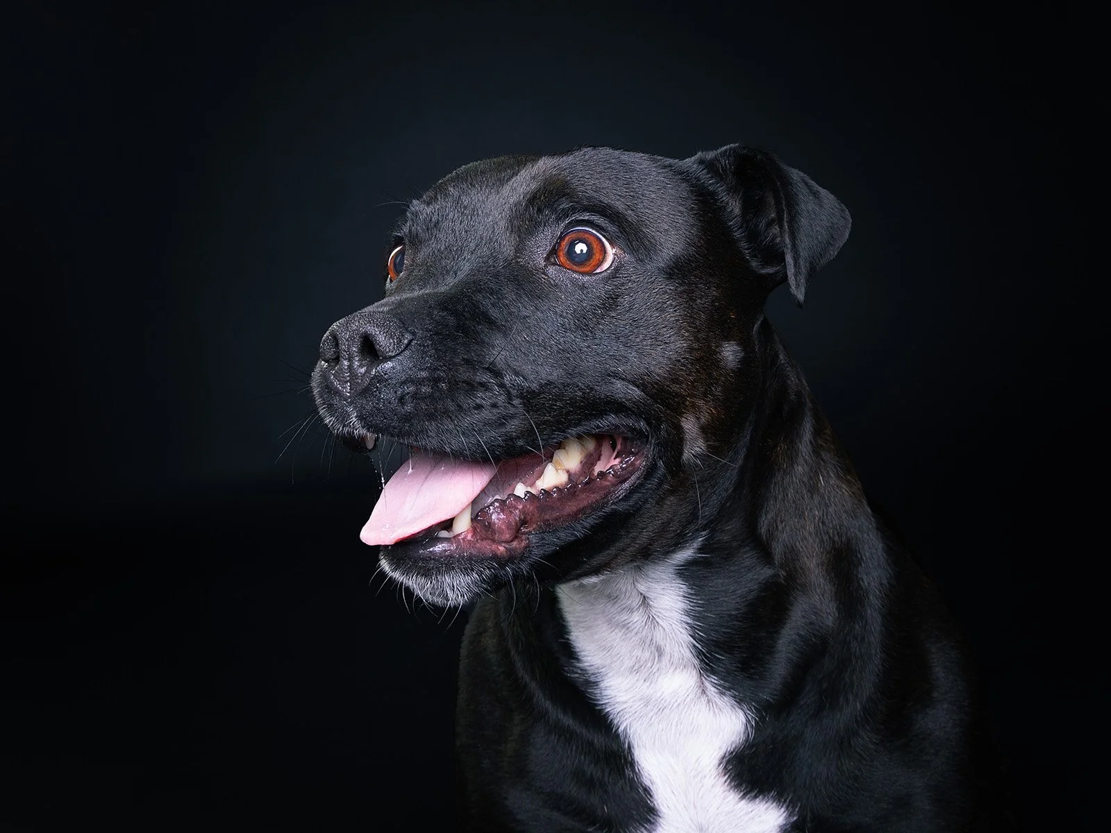 Close-up of a black and white dog with its tongue out against a dark background.