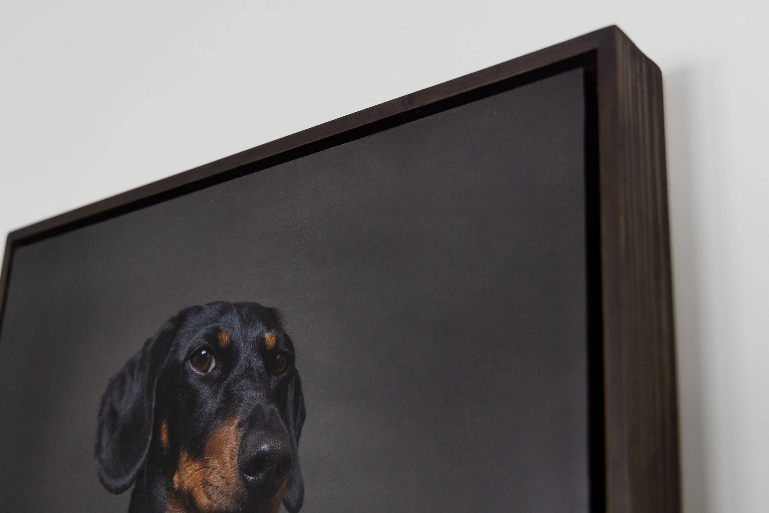 Close-up of a black and tan dog, floating wood block photograph