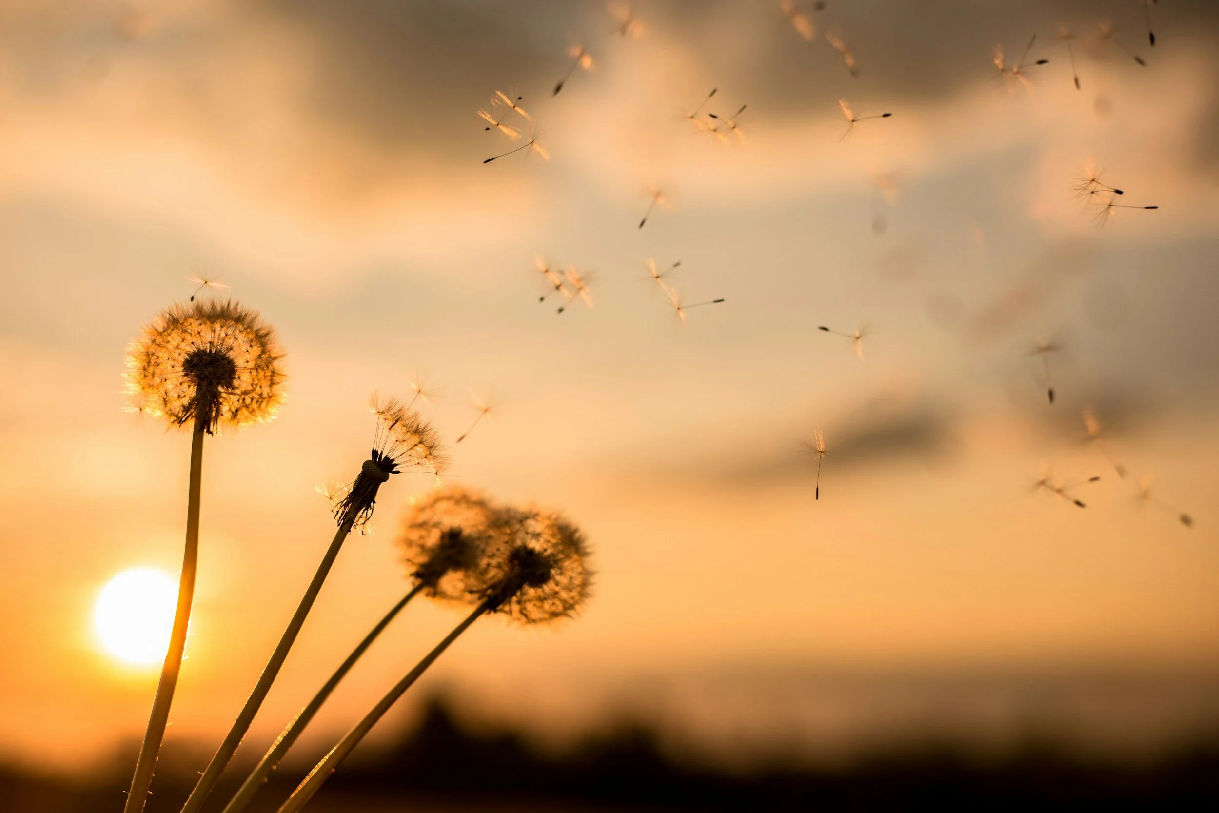 sunset background with 4 dandelion flowers in the foreground with seedlings blowing off into the wind