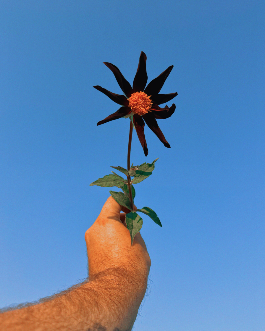 A person's arm holding a dark-colored flower with a bright orange center against a clear blue sky.
