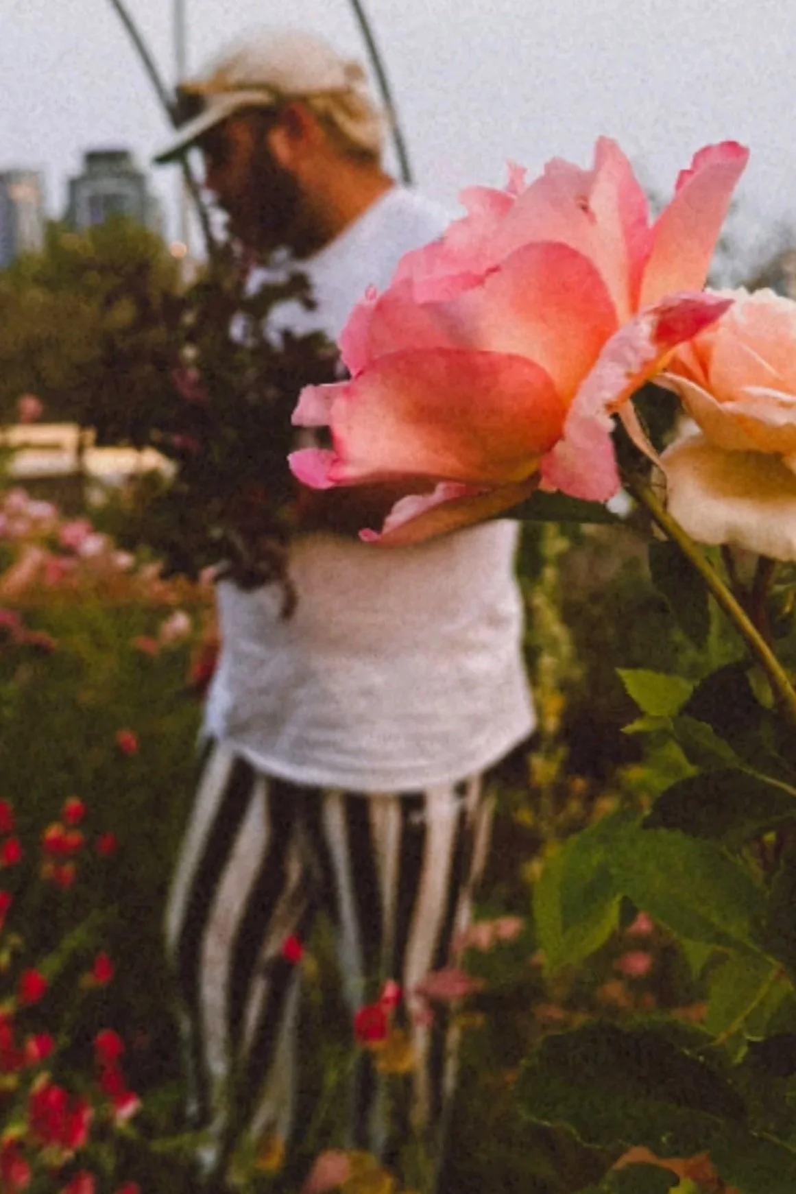 Close-up of pink roses with a blurred woman wearing a hat and striped skirt in the background.
