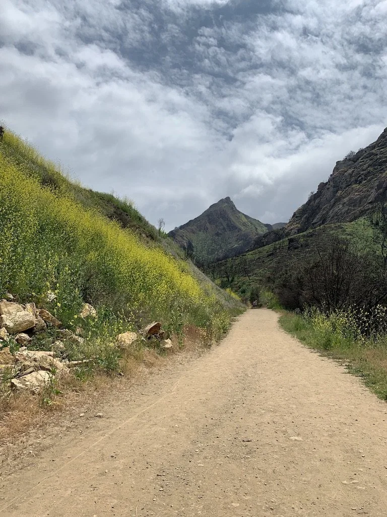 Professional Online Somatic Ecotherapy Program — Level 1