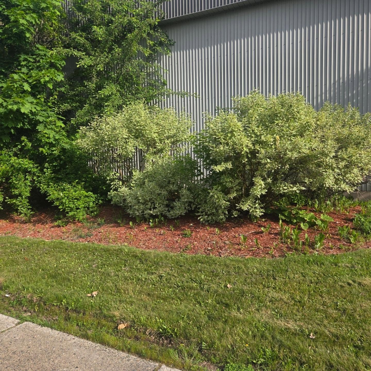 Proud to have completed this full bed restoration for Gorilla Property Management today. 

Removed all overgrowth and weed root systems throughout turned out to be a lot of work however, clean beds  and finished with fresh red cedar mulch... The diff