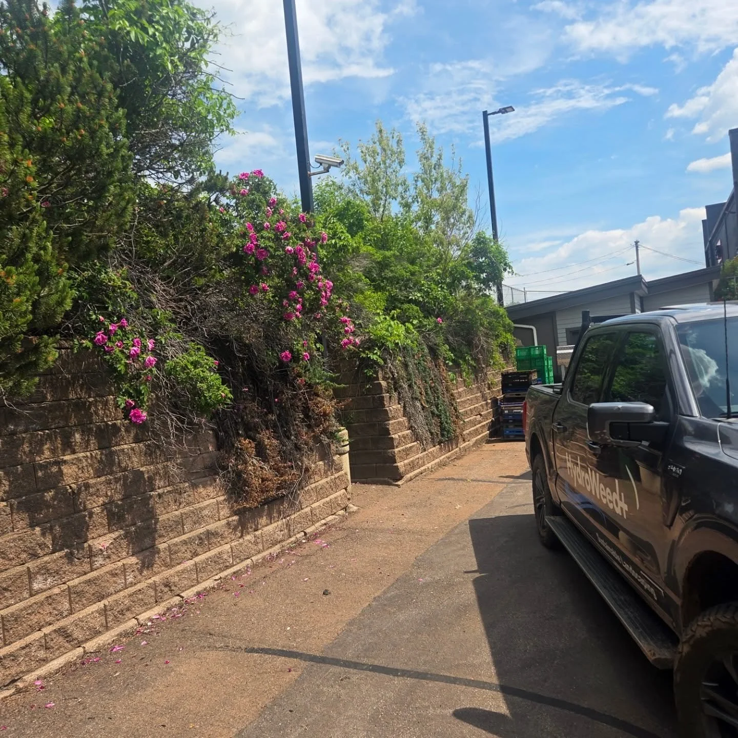 ✂️A little tree pruning turned into a full truckload 

Funny how once you start, you realize just how much dead growth was hiding in there. 

Cleared out, hauled off, and now more focus on the wild roses (as it should be)

#HydroWeedPlus #TreePruning