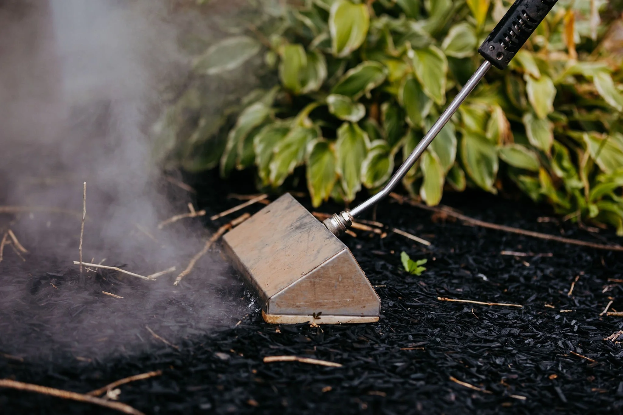 Close-up of Satusteam hydrothermal treatment eliminating weeds without herbicides