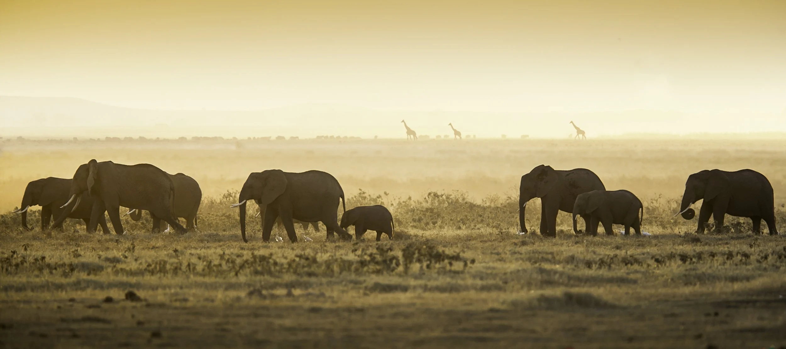 Amboseli National Park, Kenya