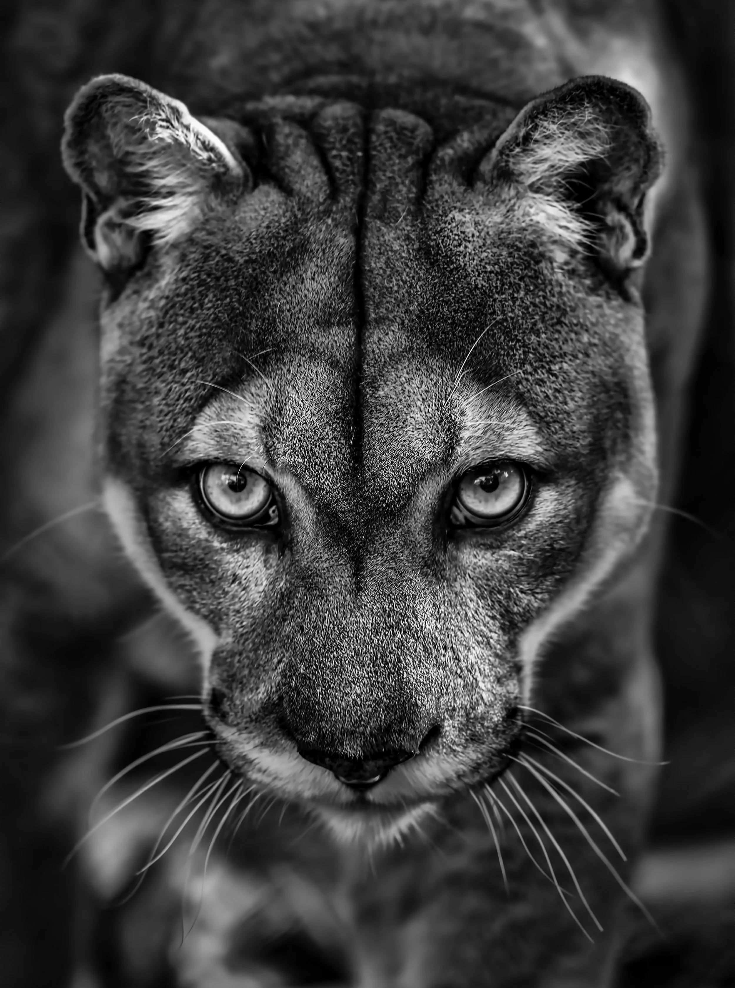 If Looks Could Kill