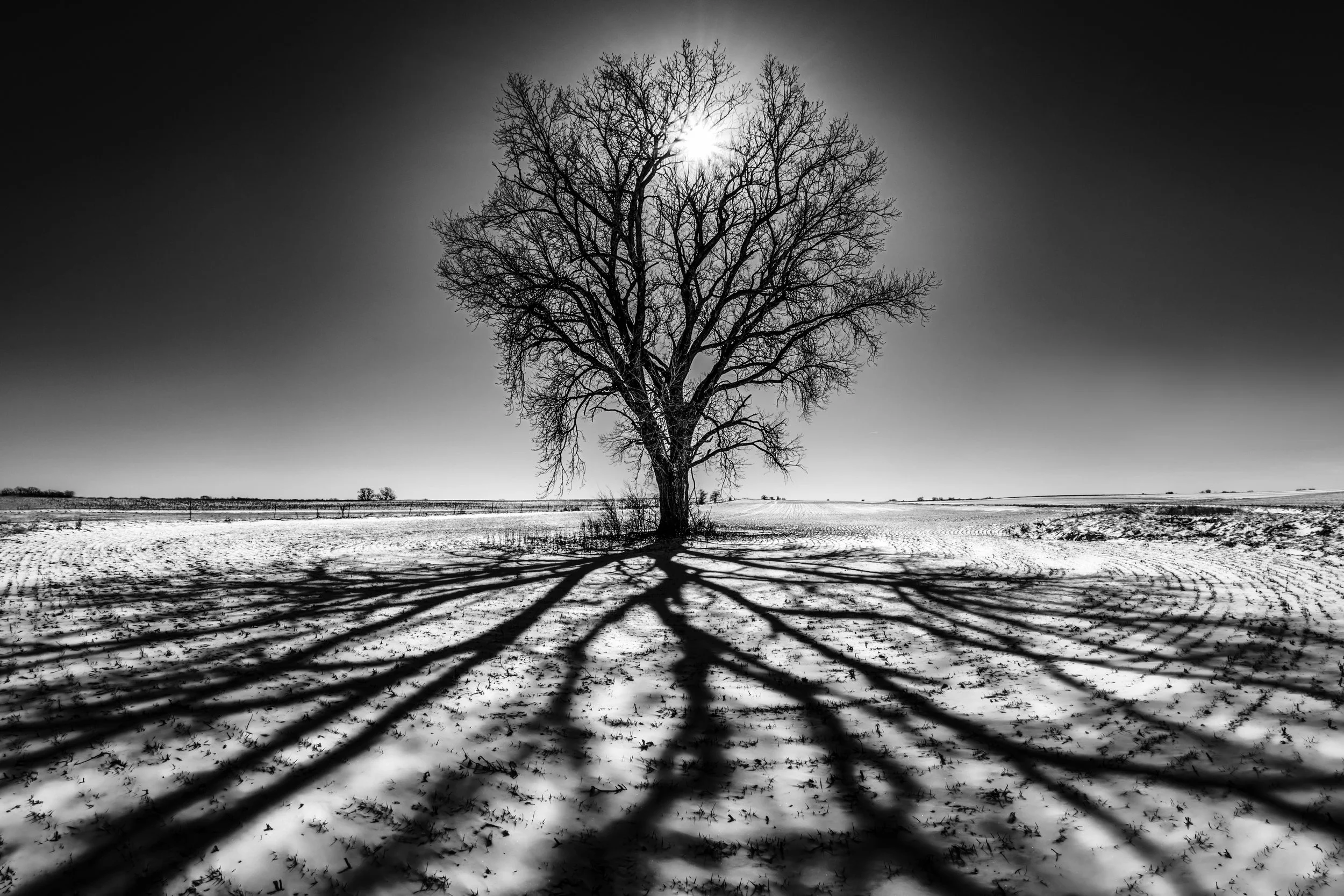 Winter Roots - Kansas