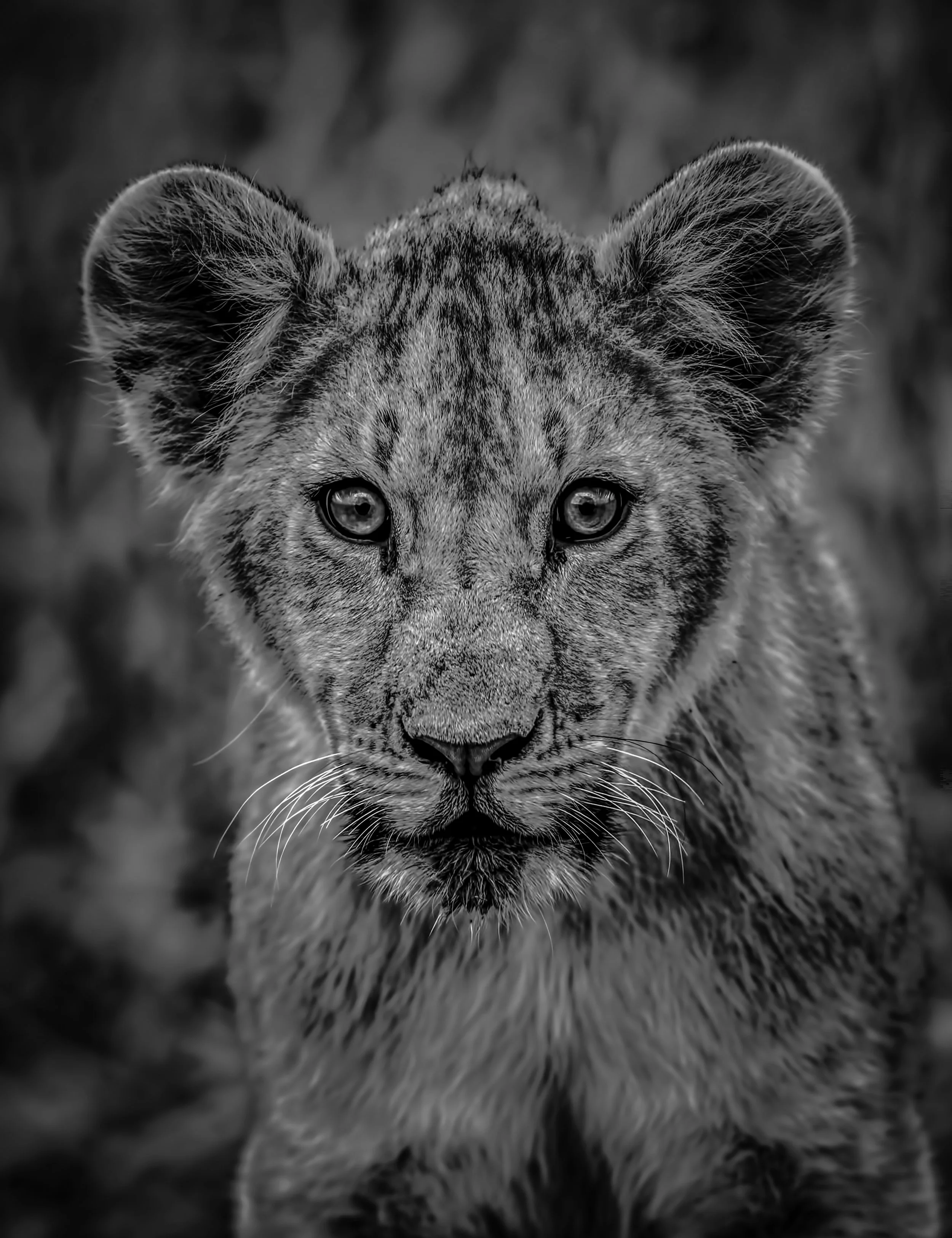 Future King 