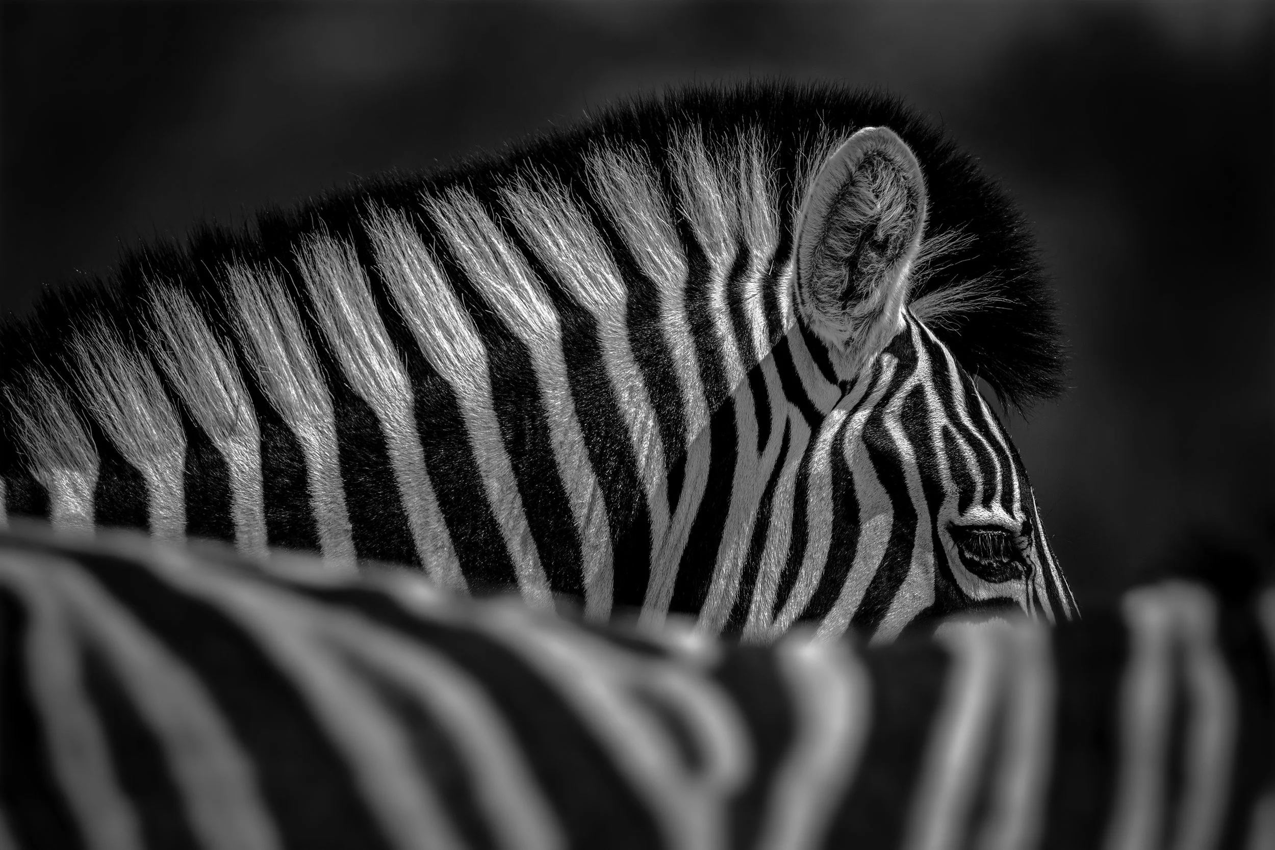 Among Stripes
