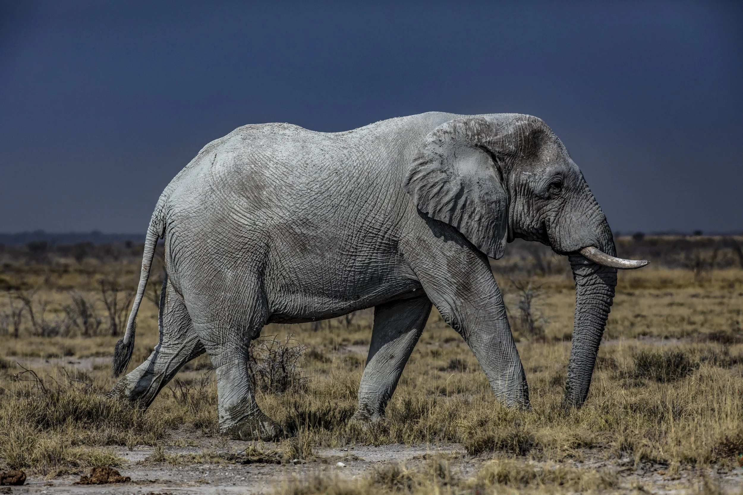 Etosha National Park, Namibia