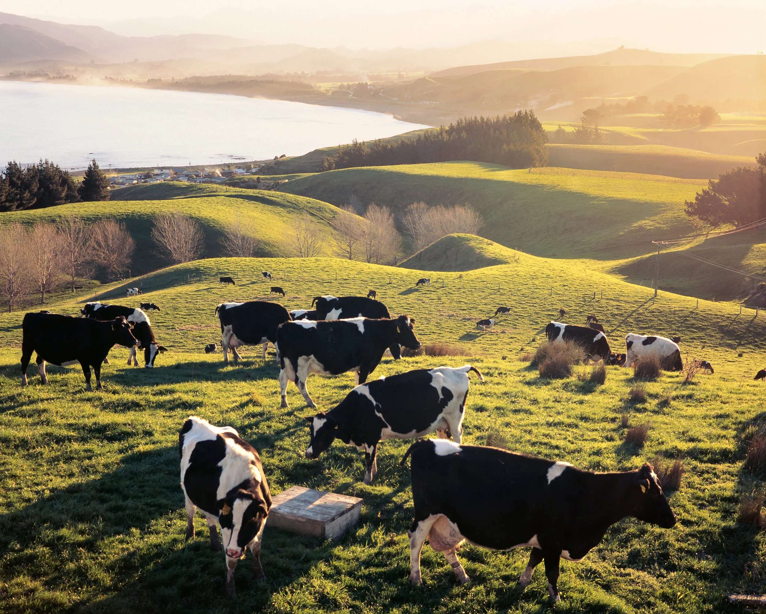 More than milk: how accredited certification supports food safety