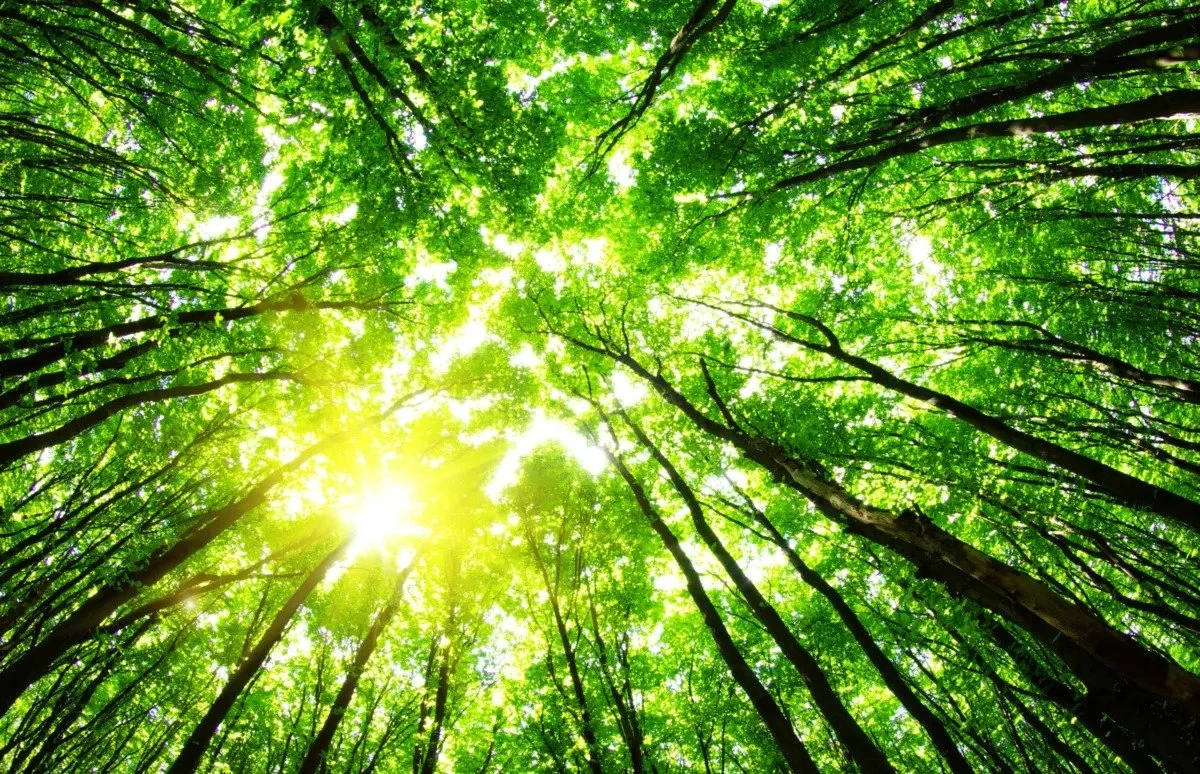 Looking up at a tree canopy with sun filtering through