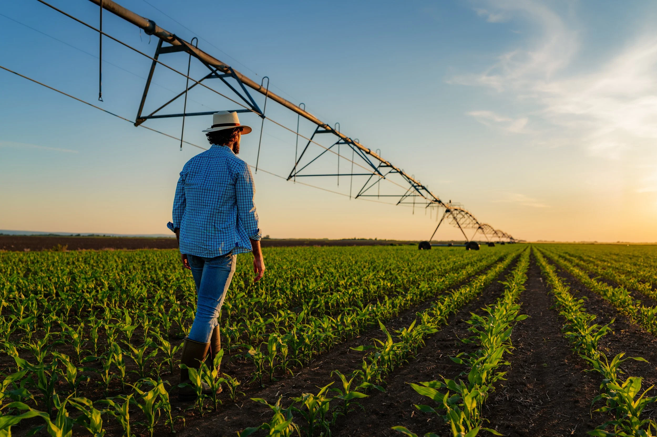 A farmer walking through a field, with an irrigration system visible overhead