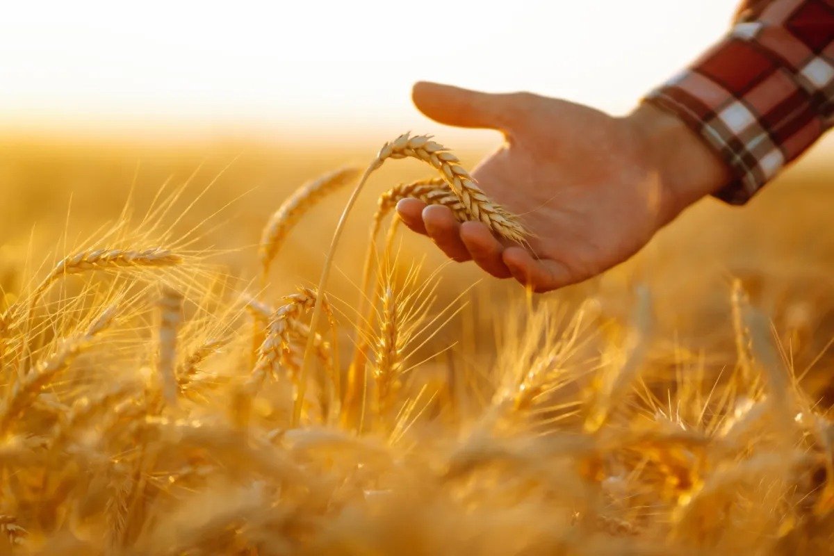 A close-up image of a man's hand feeling stalks of wheat in a field