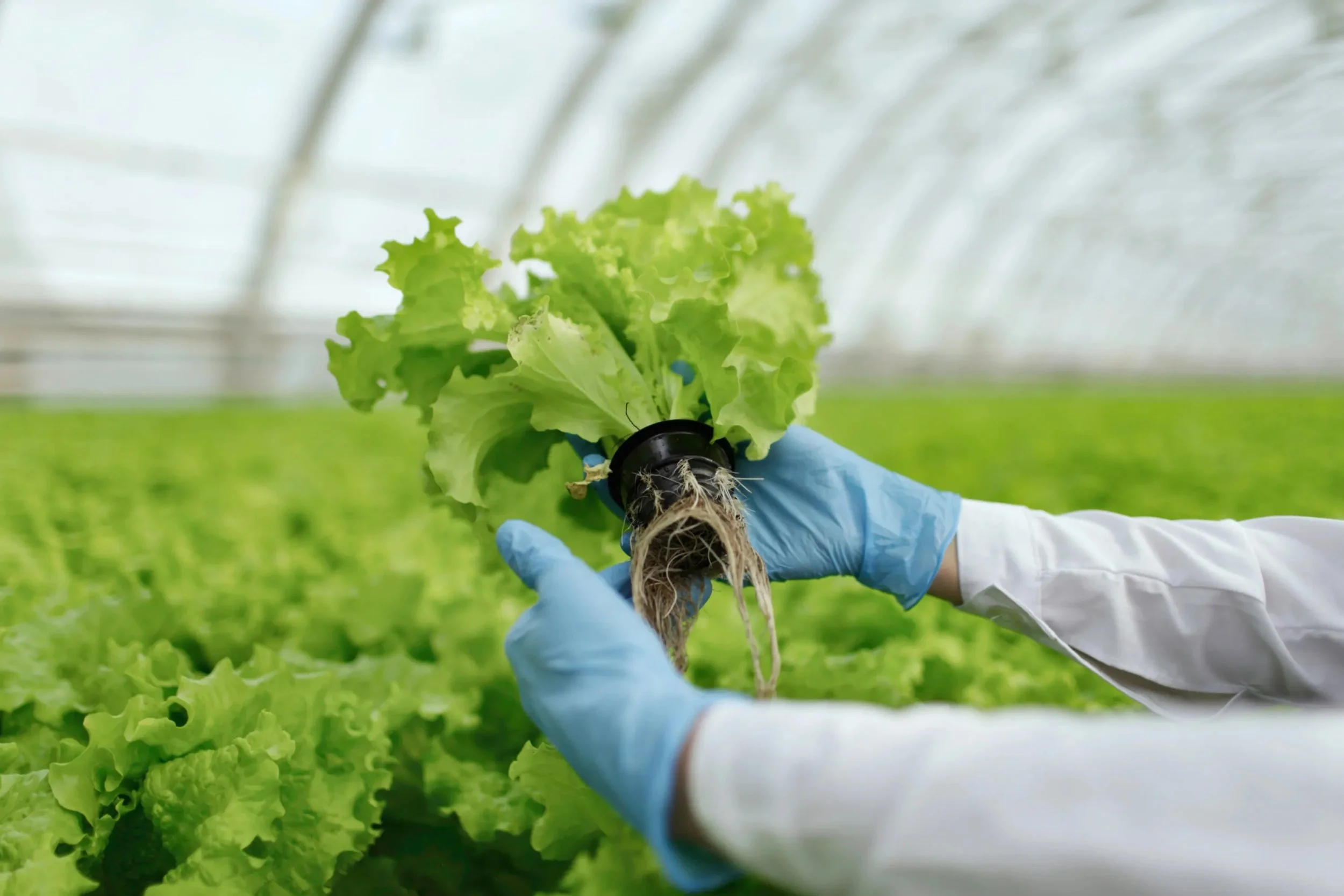 A close-up of a worker's gloved hands holding up a head of lettuce in a greenhousee